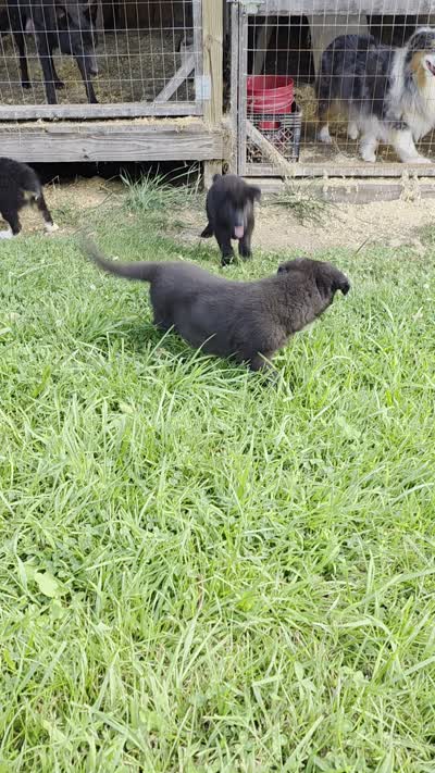 Black male 1, a male German Shepherd Dog for sale in Wayside, WV – 2 of 3