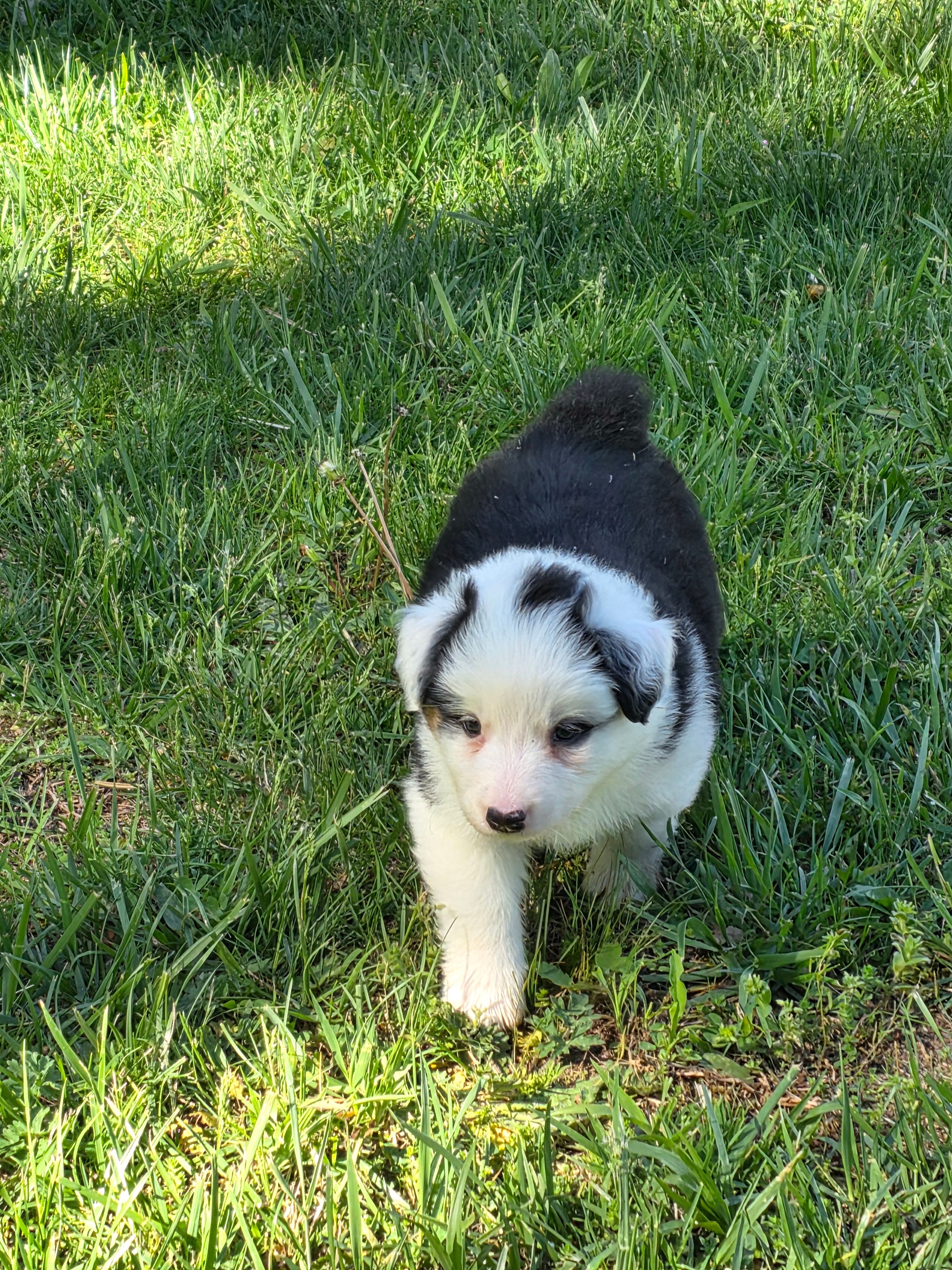 Black male  – Australian Shepherd puppy for sale in Wayside, WV