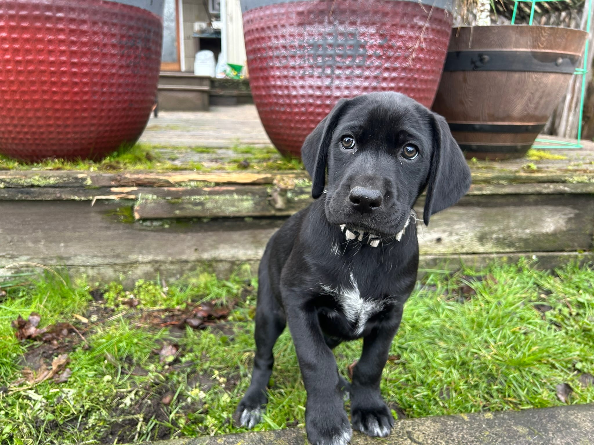 White Feets Girl (gray)