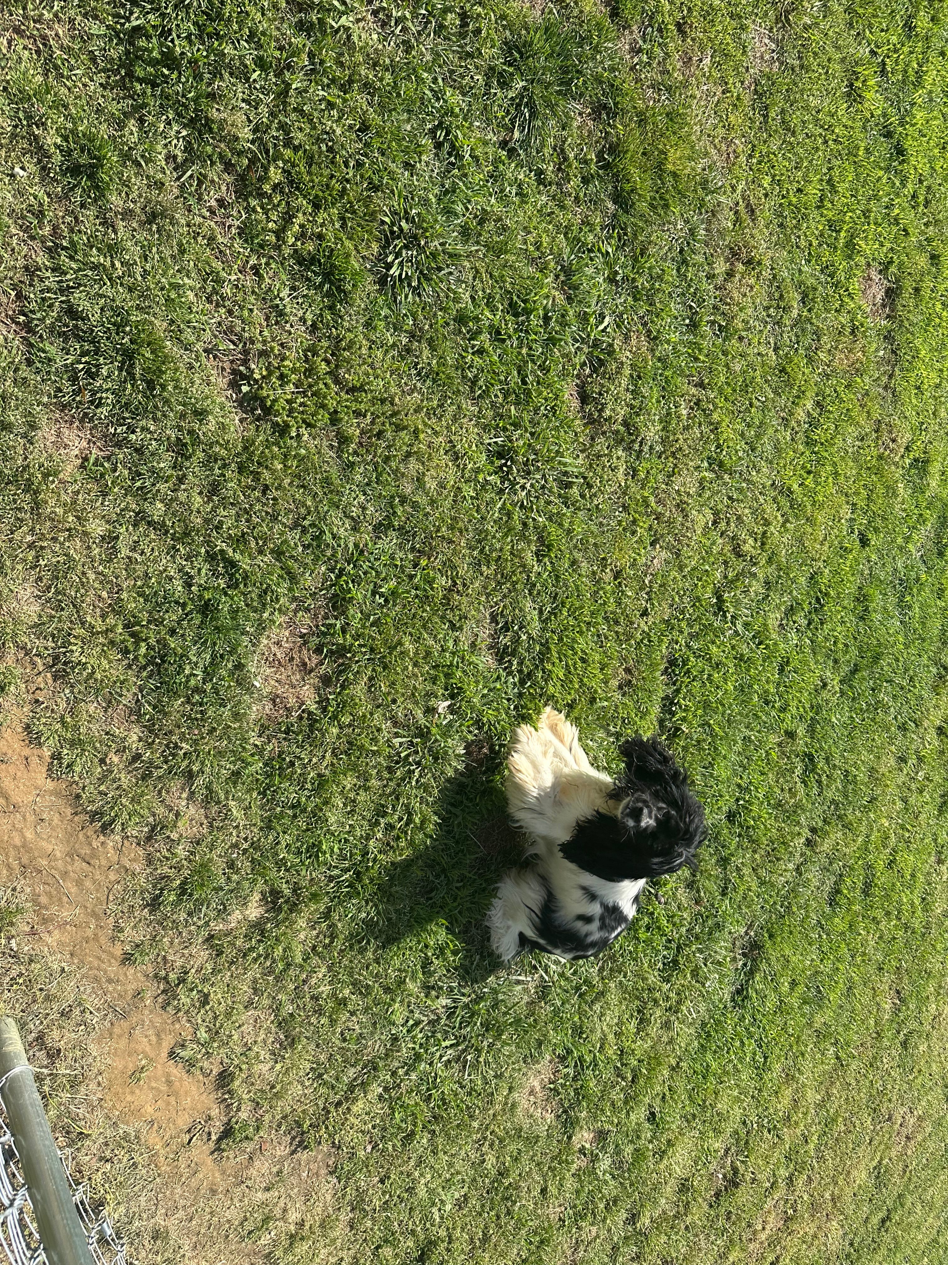 Queen – Cocker Spaniel puppy for sale in Calvert City, KY