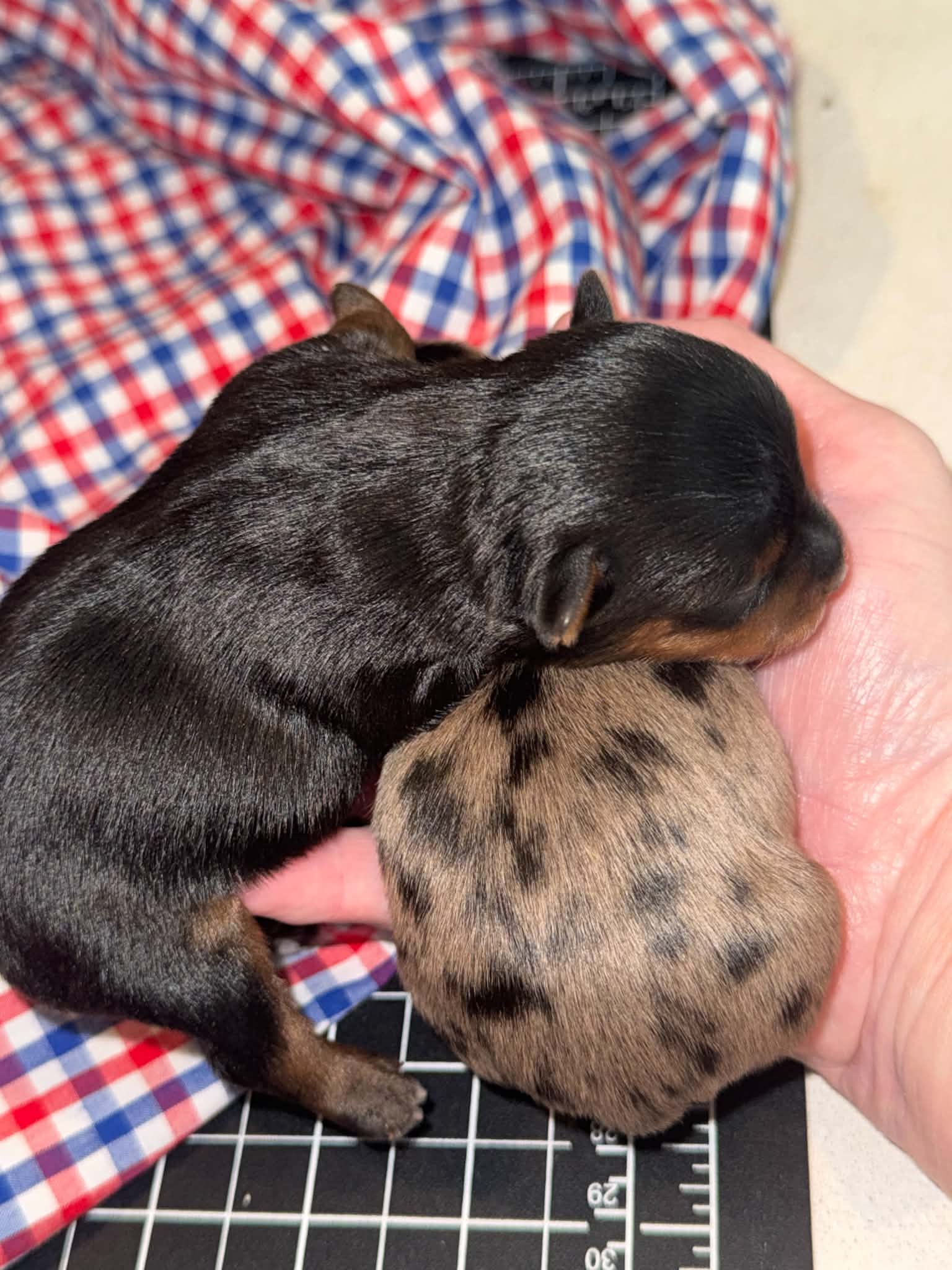 Milo – Yorkshire Terrier puppy for sale in Somerville, TN