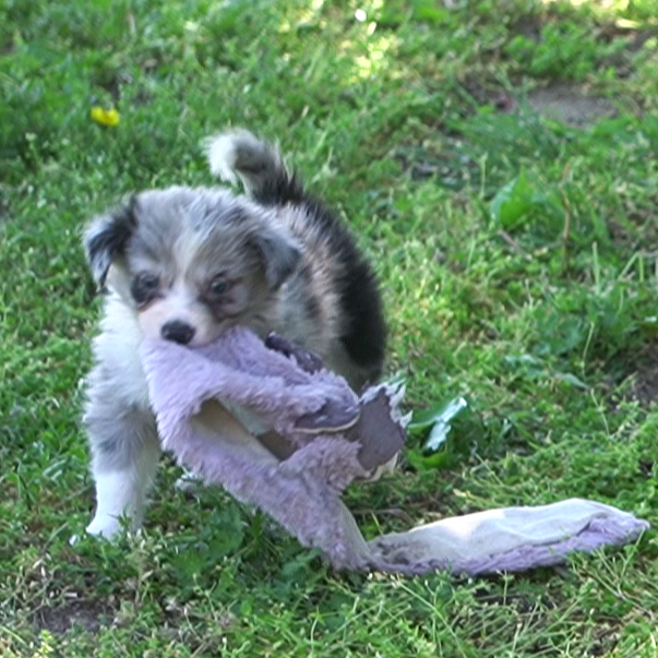 Cannon – Border Collie puppy for sale in Douglass, KS