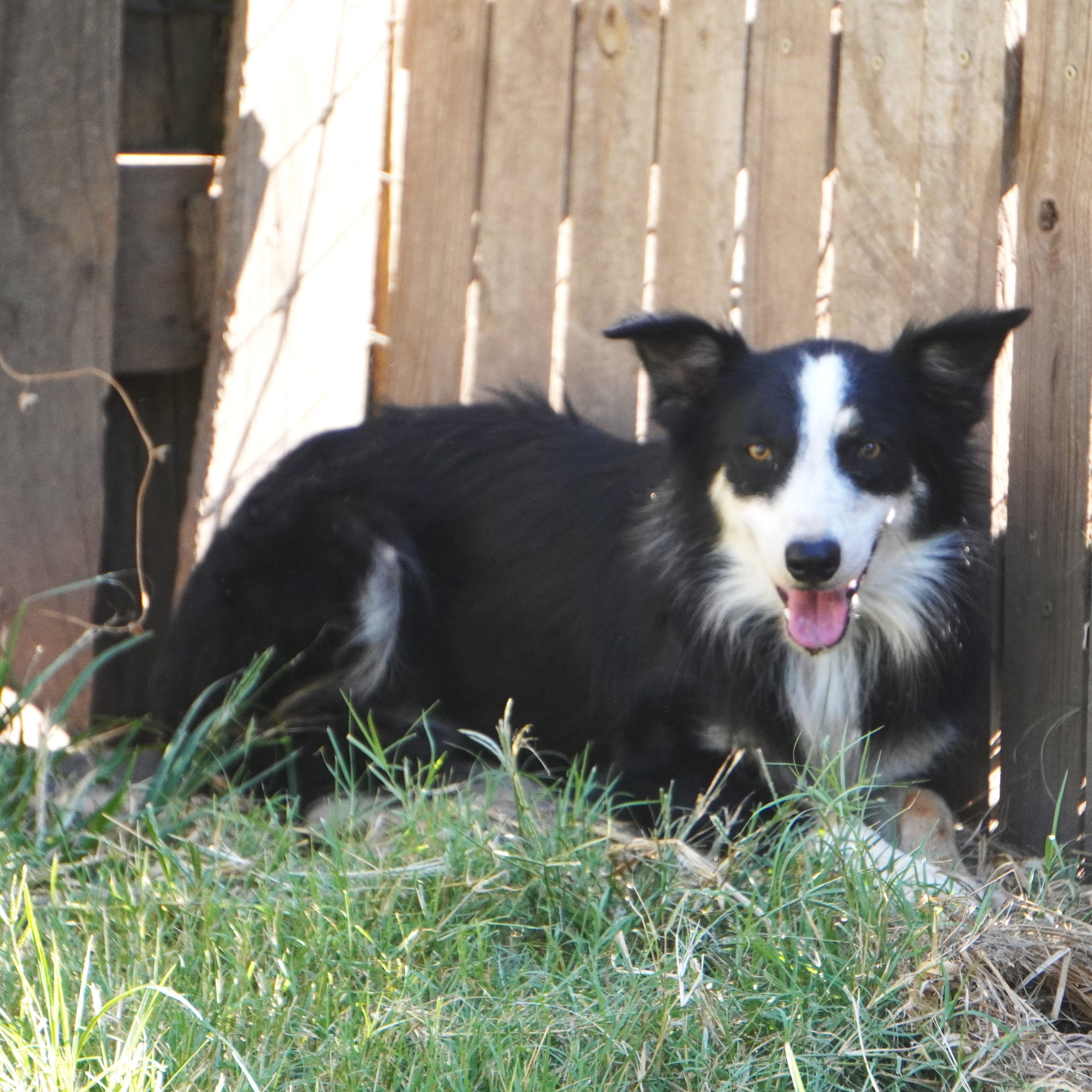 Shaq – Border Collie puppy for sale in Douglass, KS