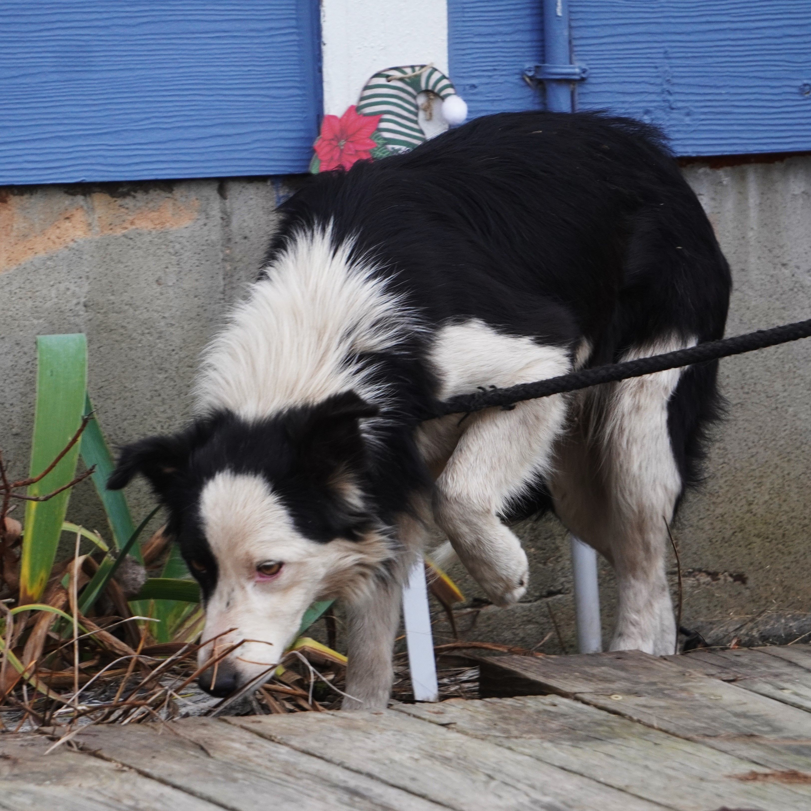 Winter – Border Collie puppy for sale in Douglass, KS