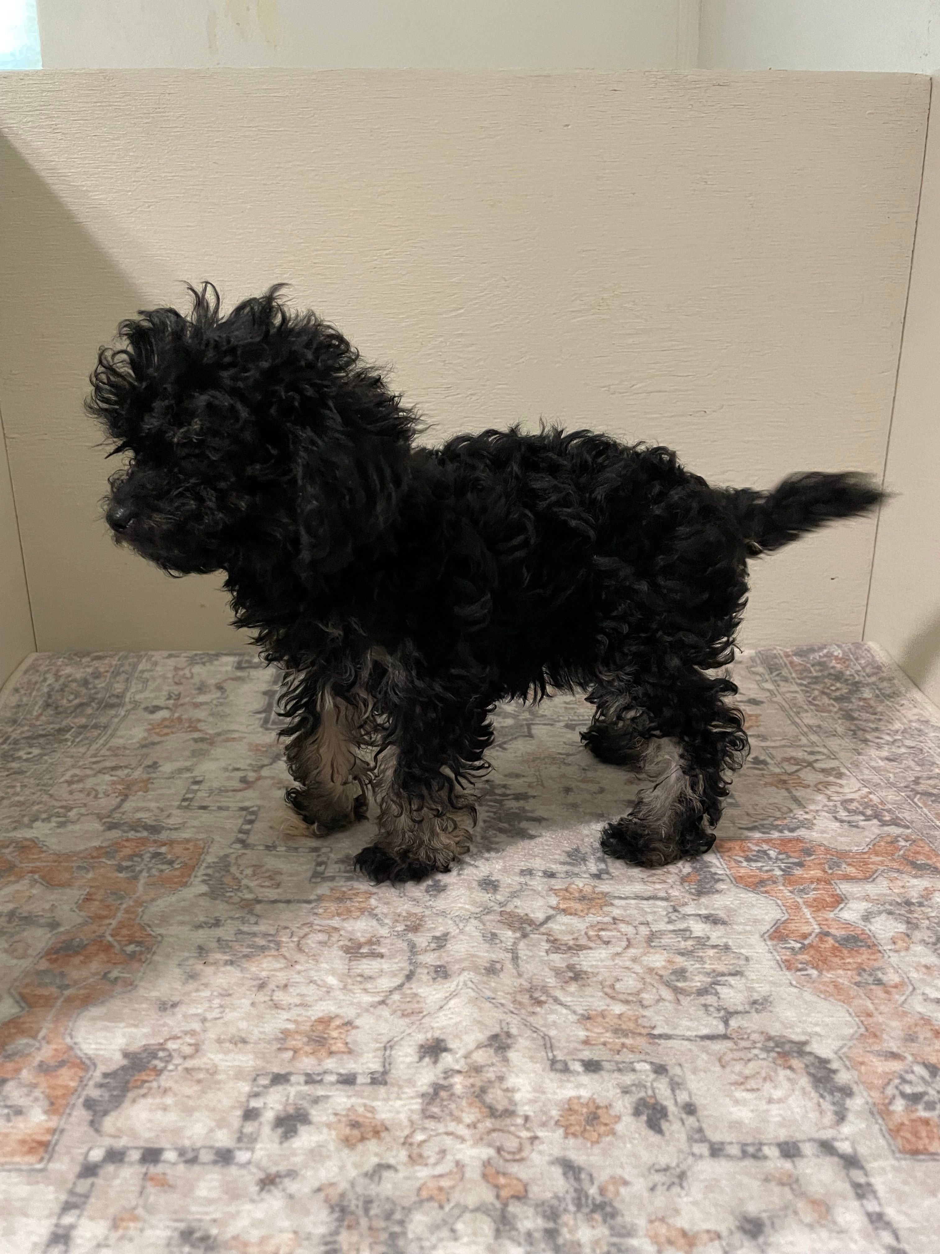 Little Lisa – Shihpoo puppy for sale in Madisonville, TX