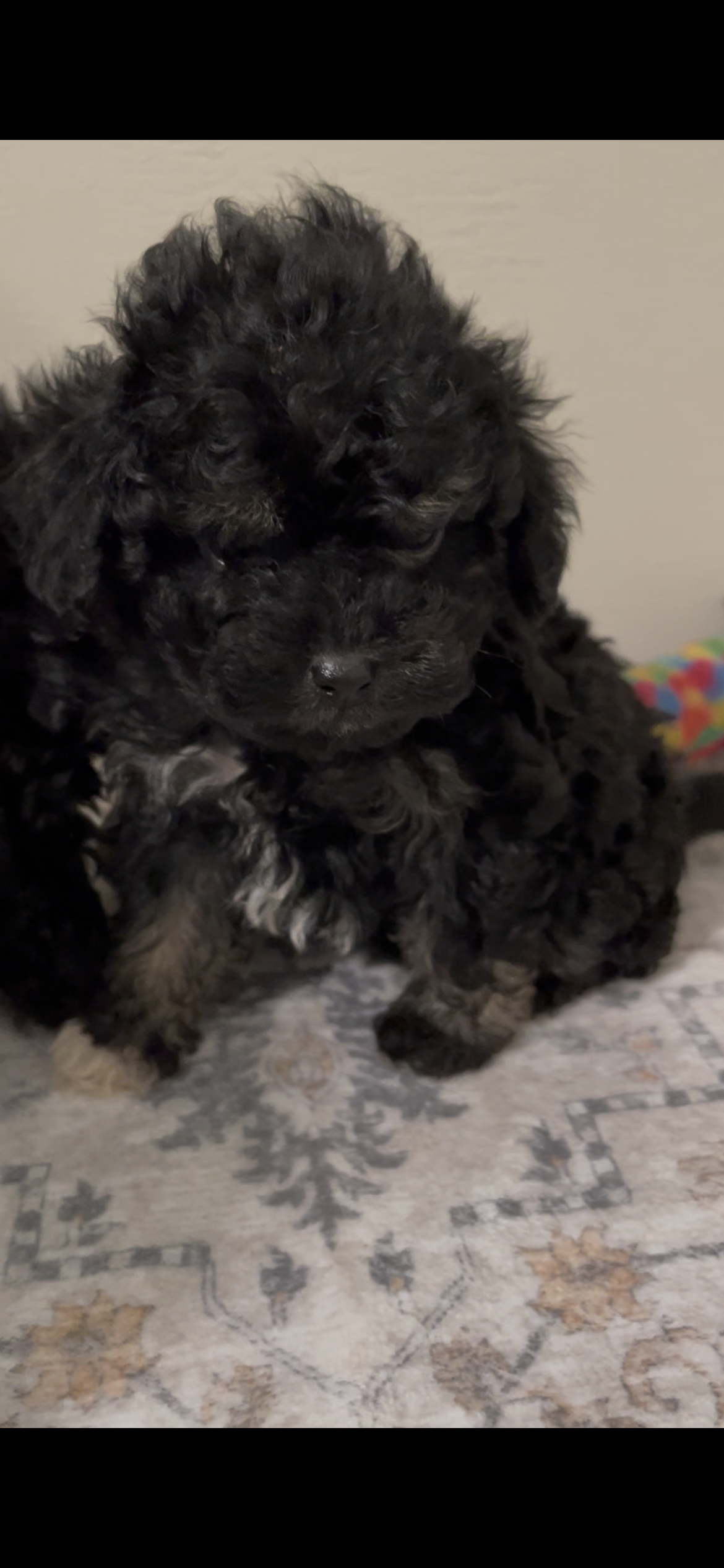 Little Lisa – Shihpoo puppy for sale in Madisonville, TX