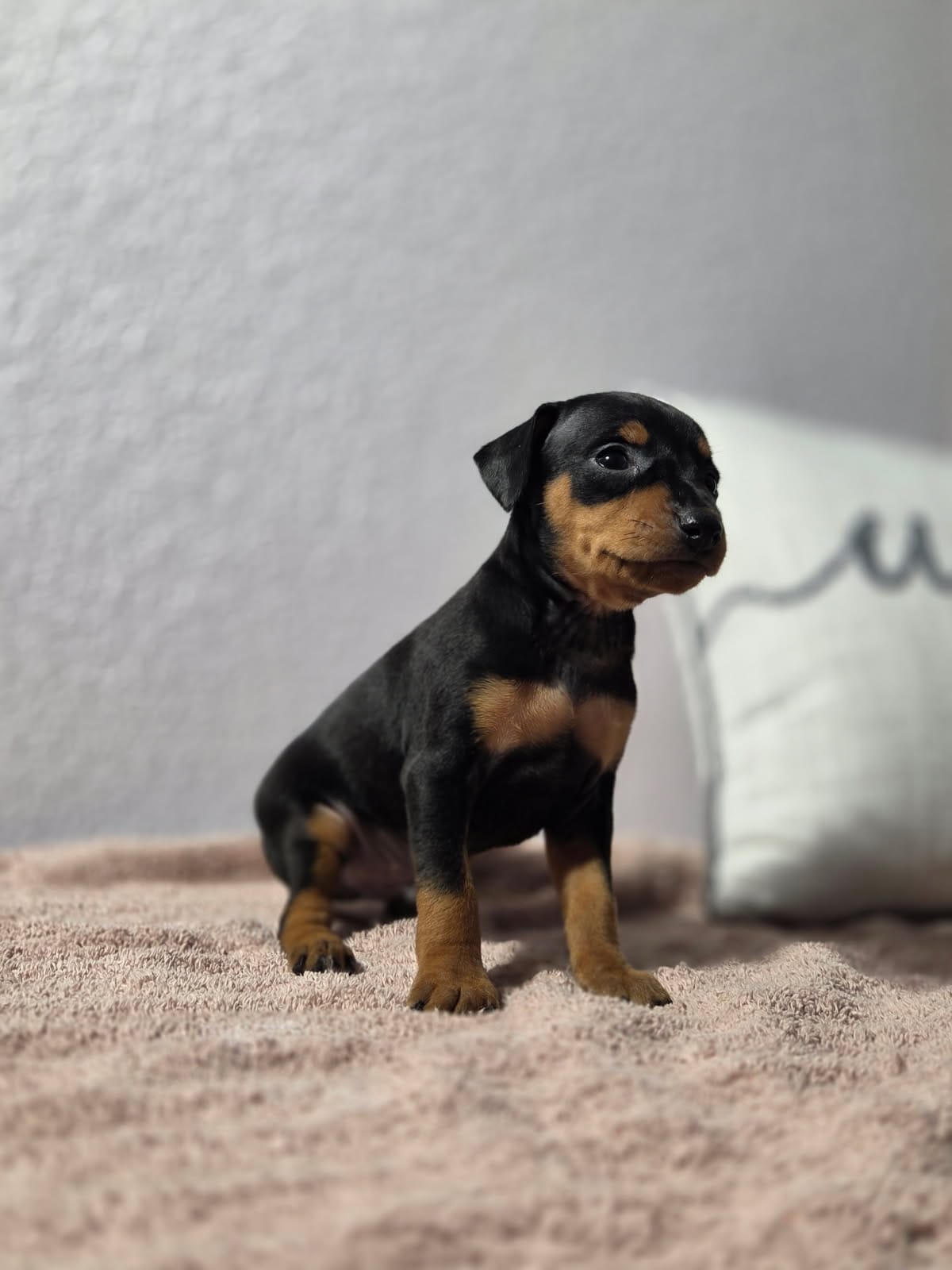 Benji  – Miniature Pinscher puppy for sale in New Haven, IN