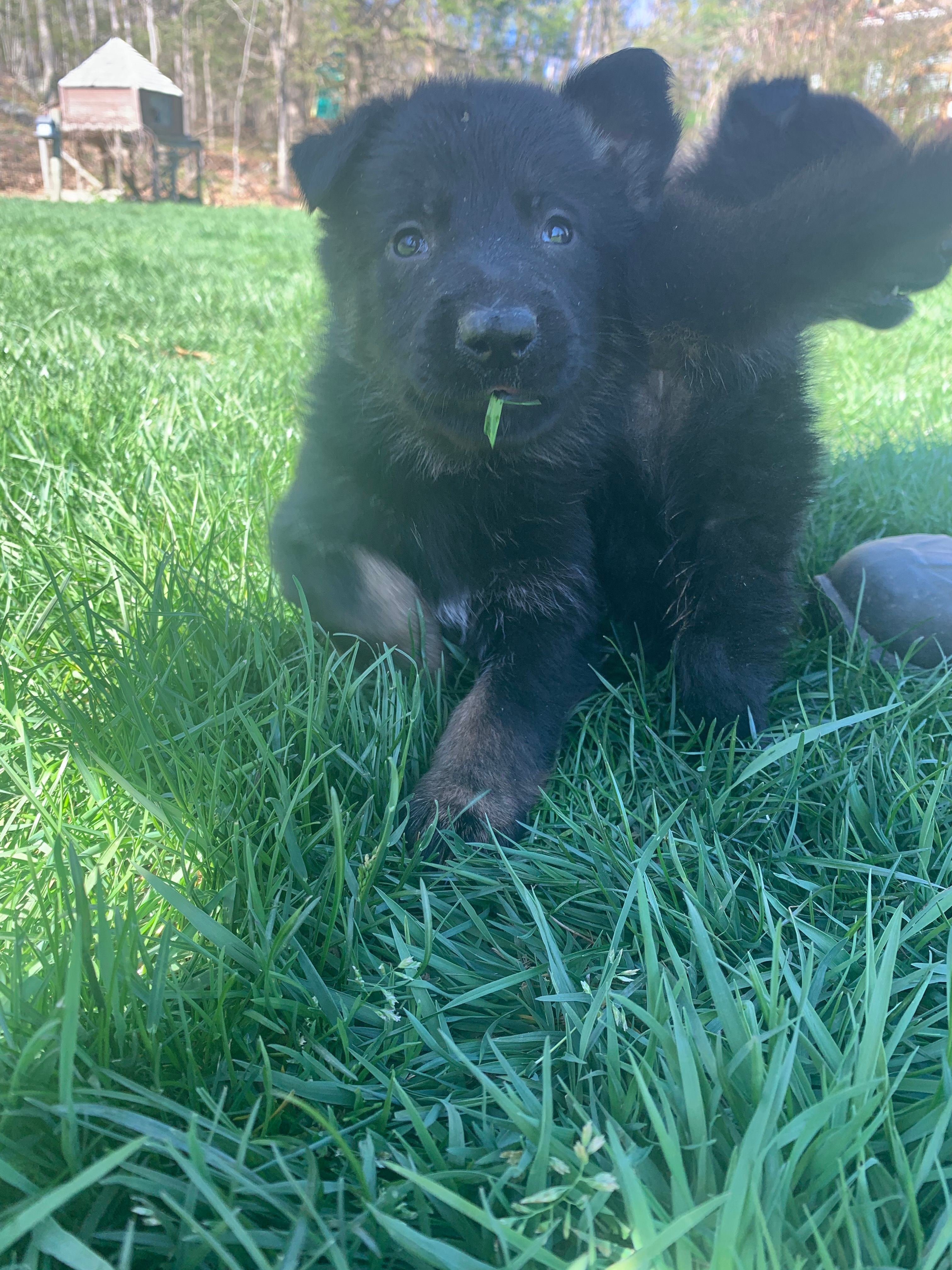 Helena  – German Shepherd Dog puppy for sale in Brooklyn, CT