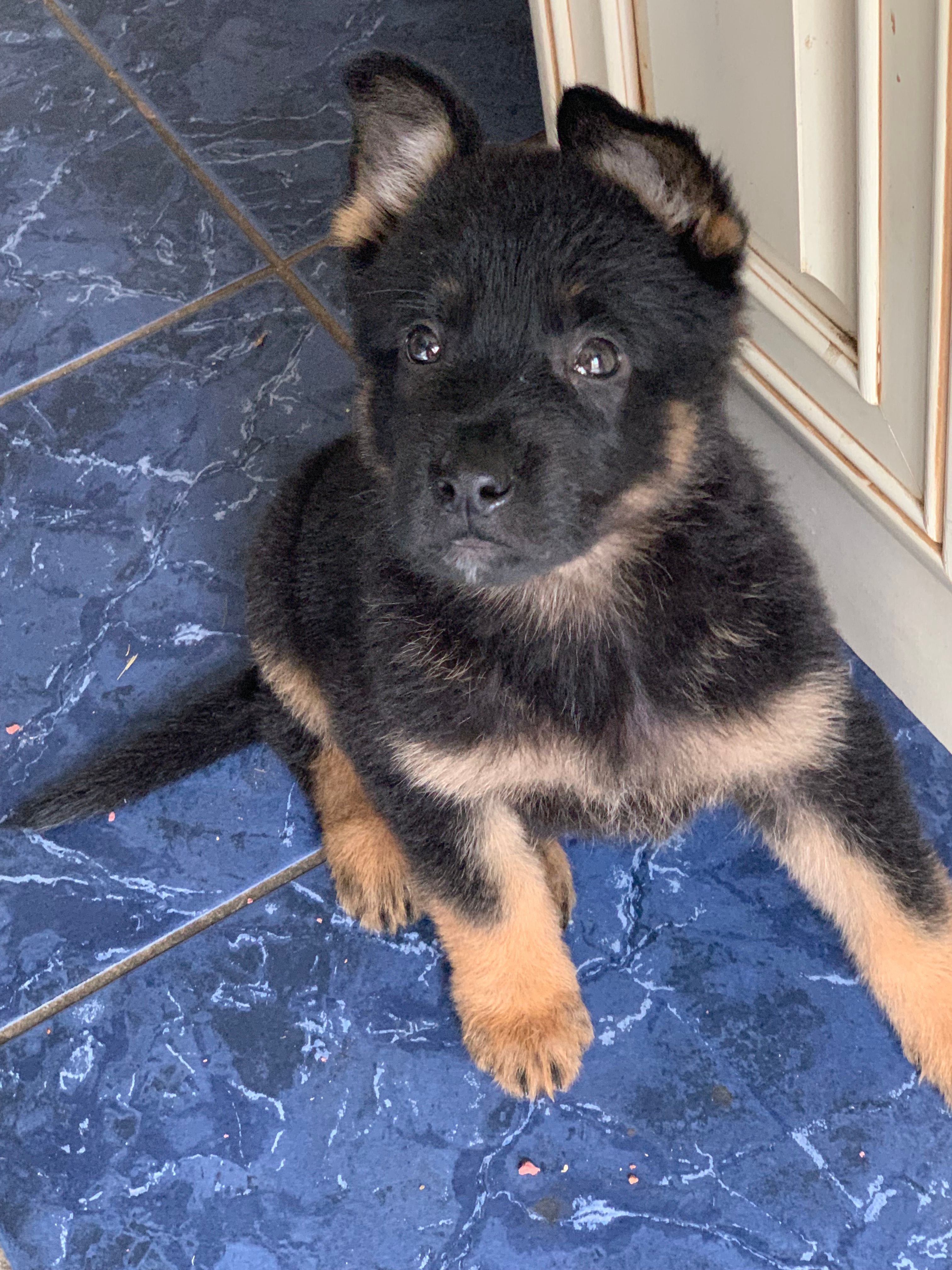 Lagertha  – German Shepherd Dog puppy for sale in Brooklyn, CT