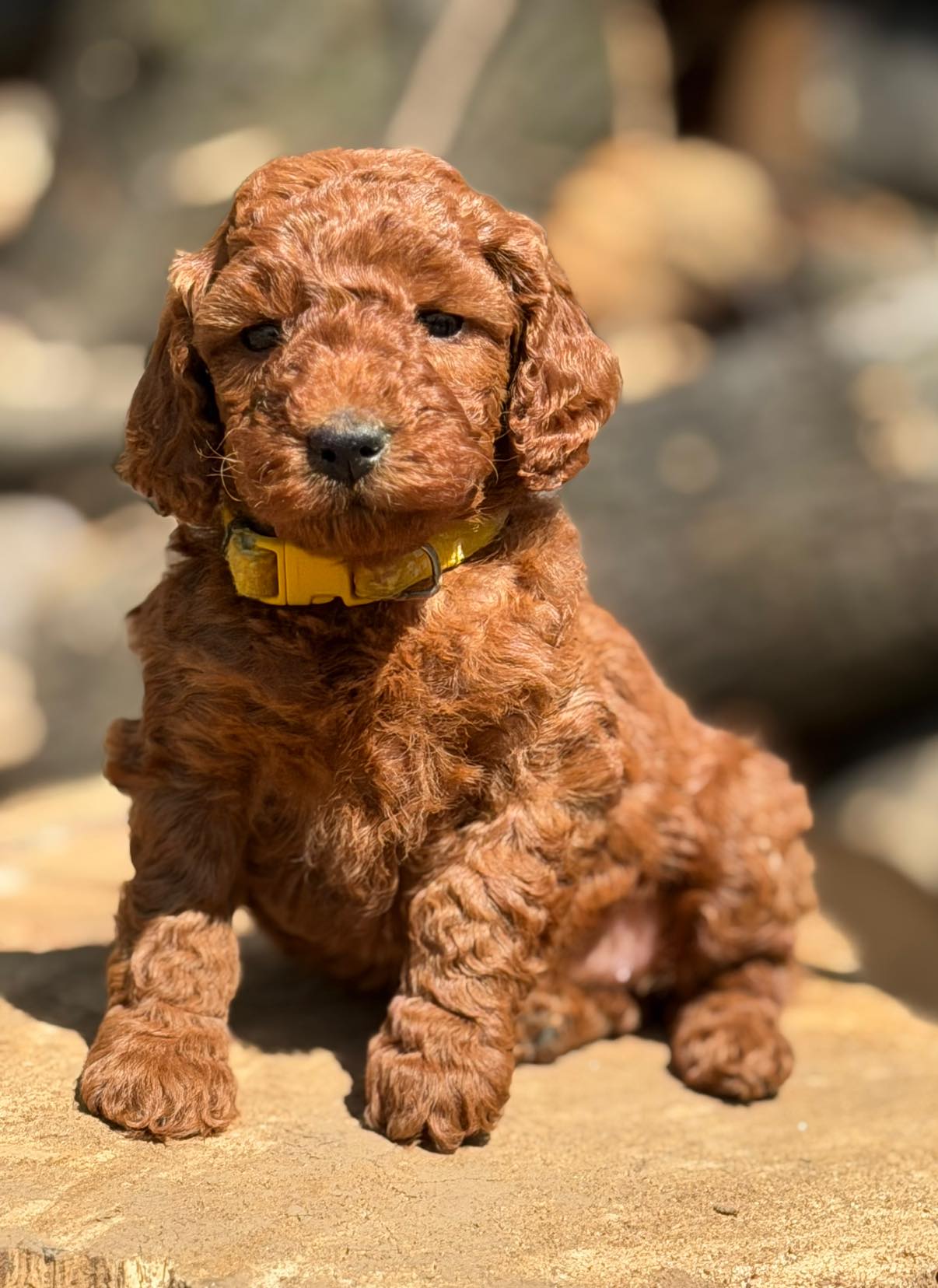 CJ YELLOW – Miniature Goldendoodle puppy for sale in Conowingo, MD