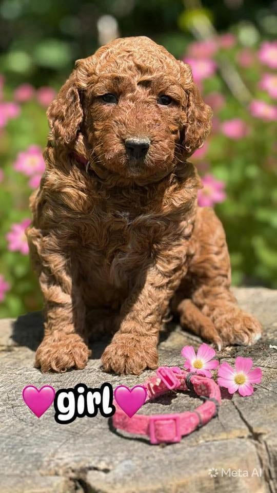 millie – Miniature Goldendoodle puppy for sale in Conowingo, MD