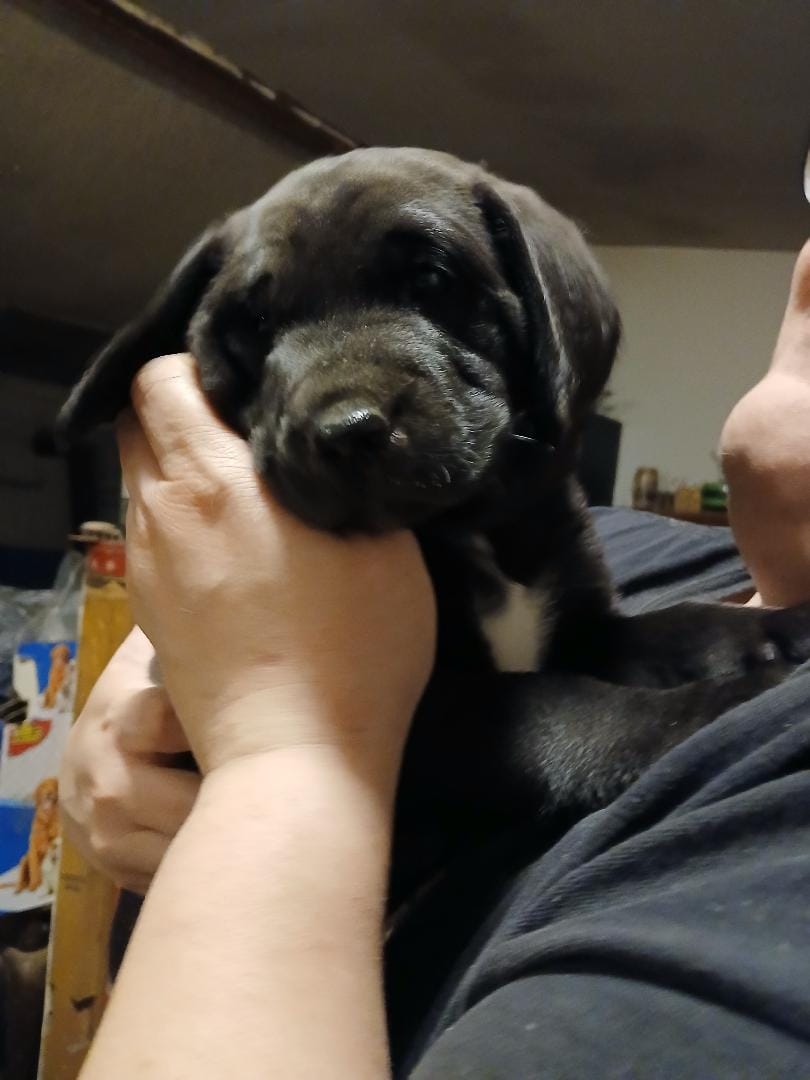 Yellow – Labrador Retriever, Weimaraner puppy for sale in Dalton, PA