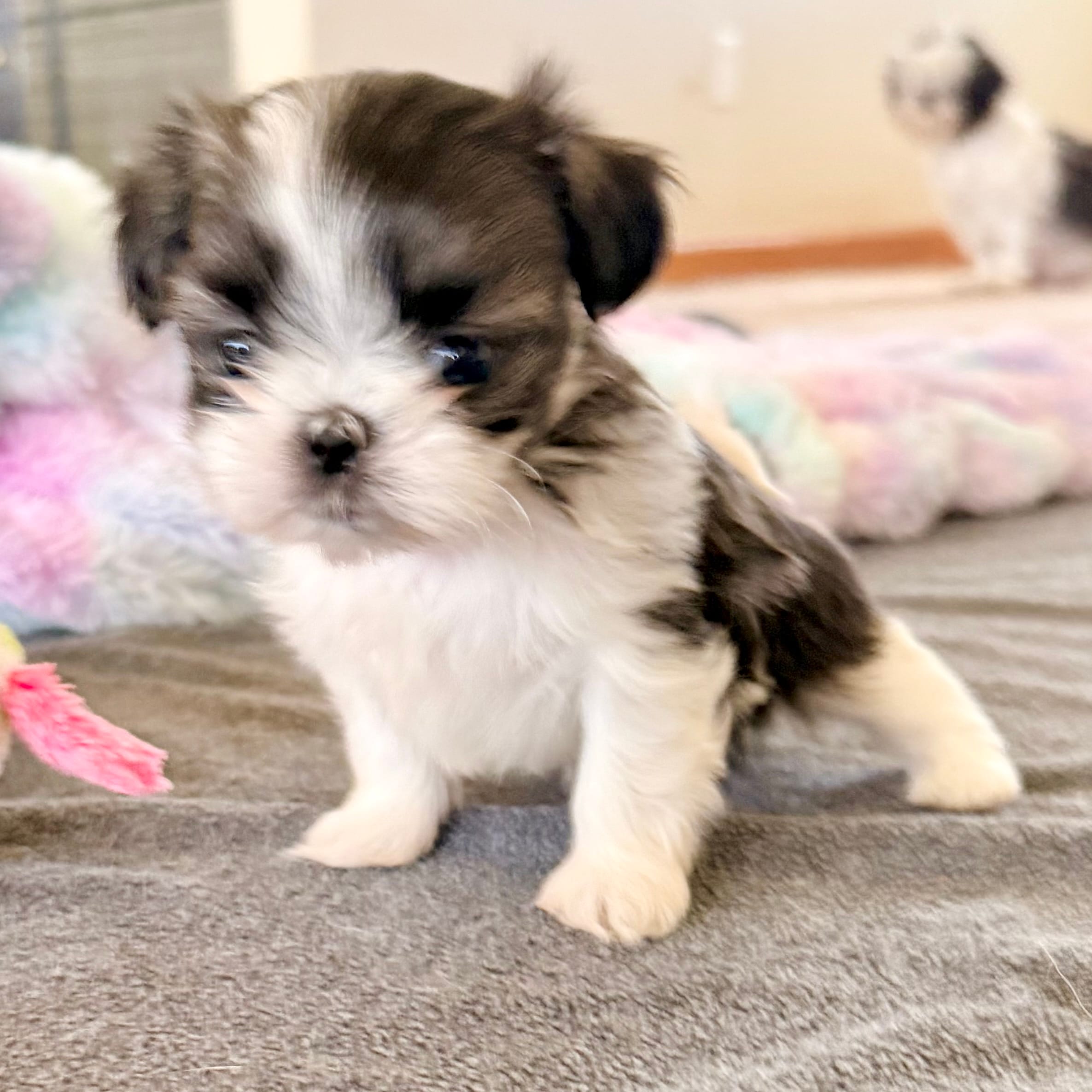 Imperial brindle girl – Shih Tzu puppy for sale in Wentzville, MO