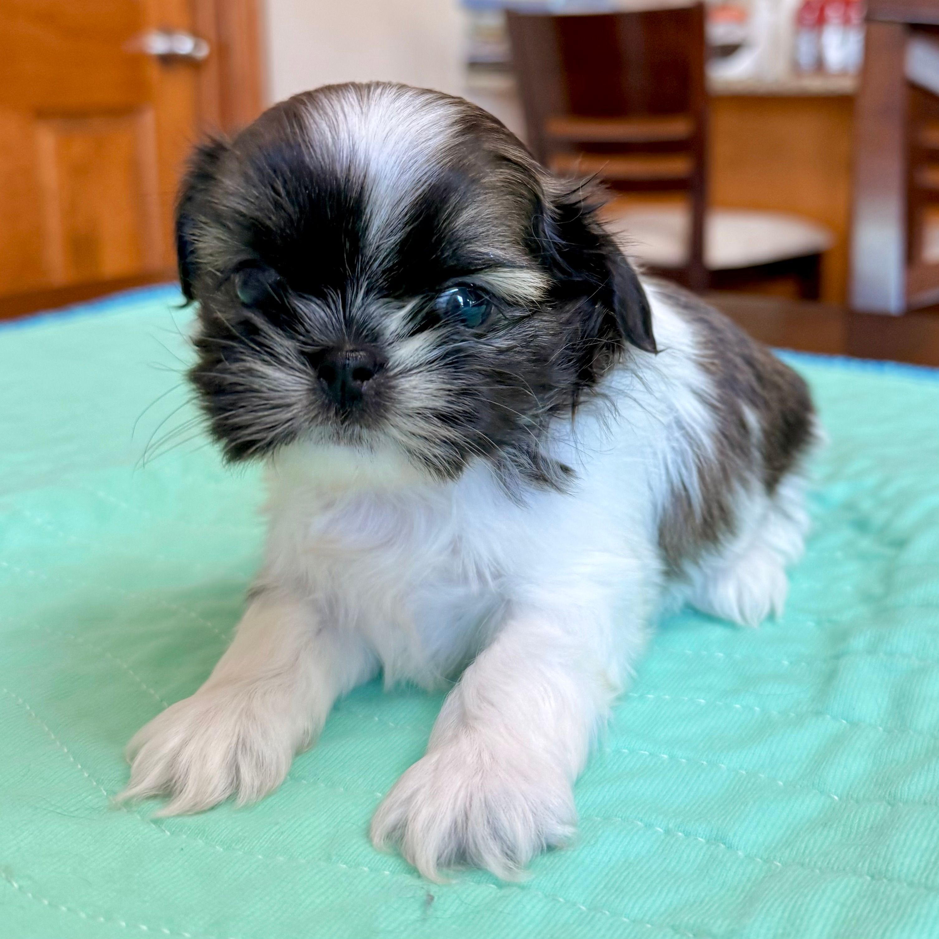 Imperial Junior – Shih Tzu puppy for sale in Wentzville, MO