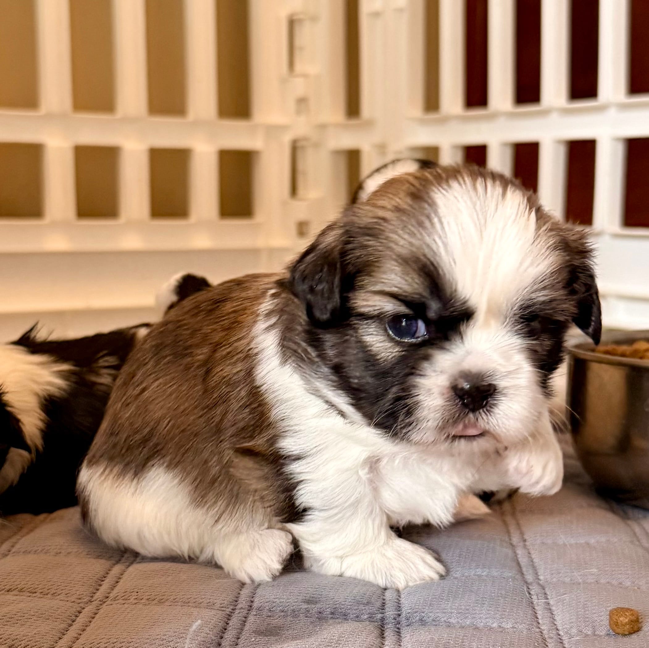 Sandy brindle girl – Shih Tzu puppy for sale in Wentzville, MO