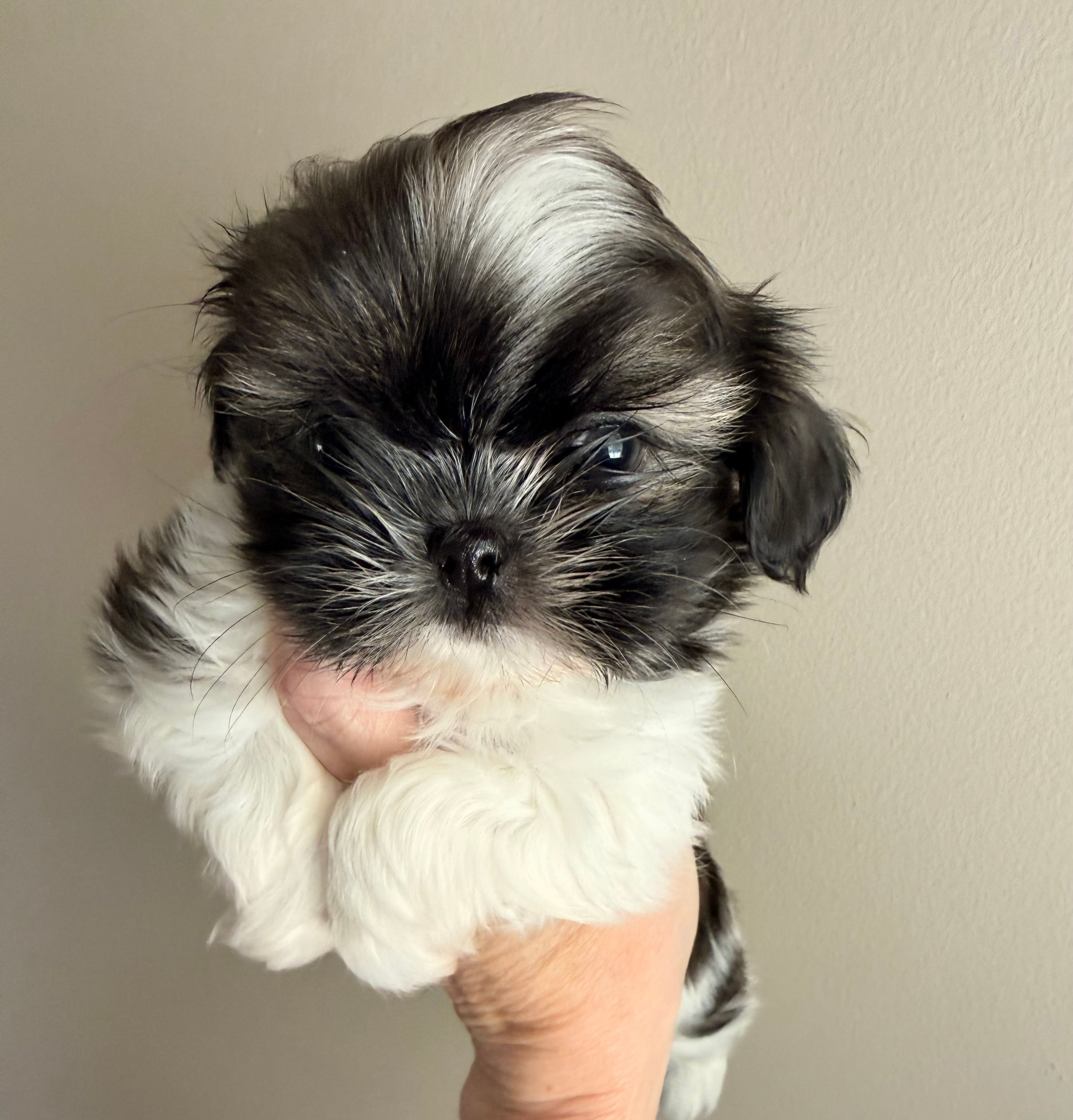 Imperial Junior – Shih Tzu puppy for sale in Wentzville, MO