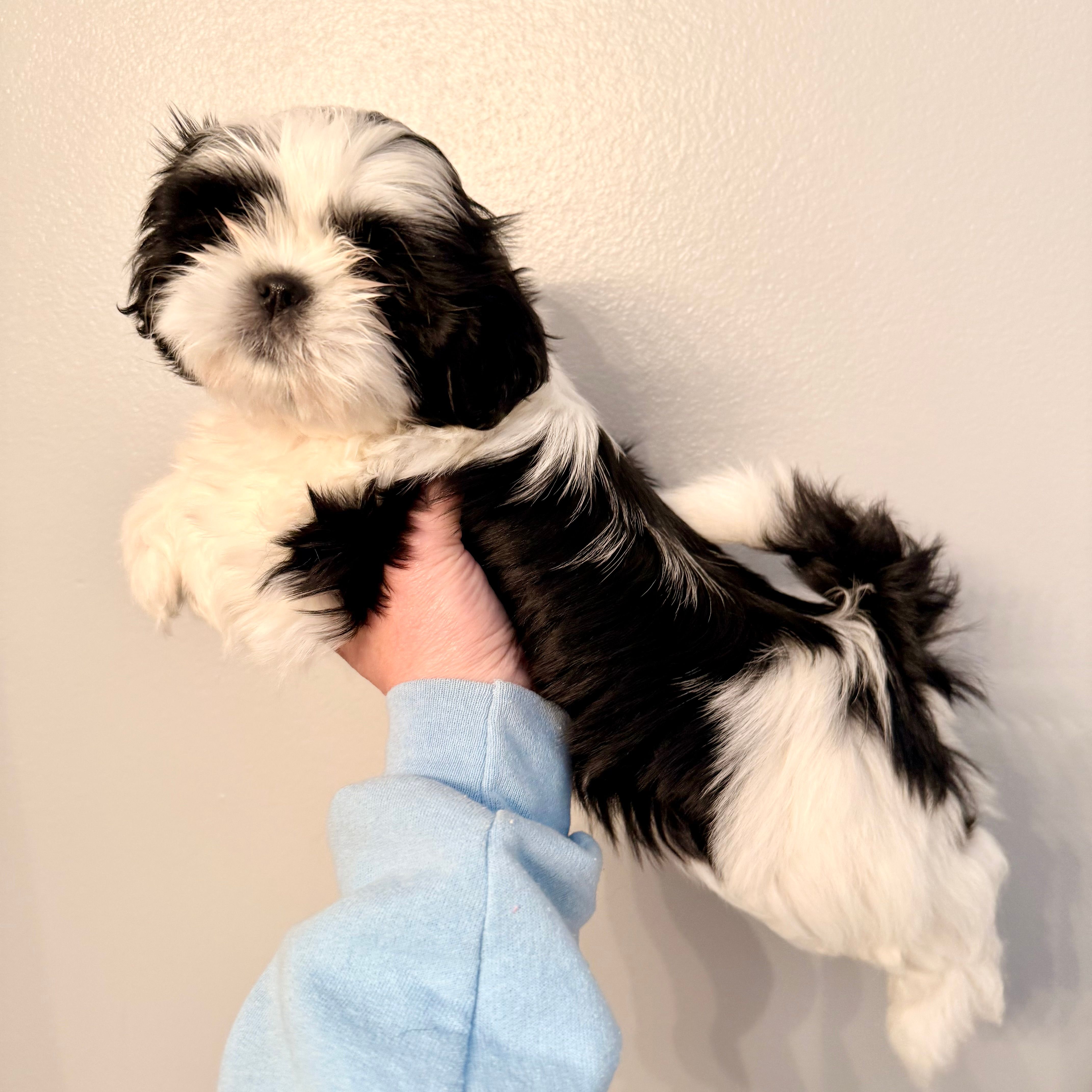 Blue eyed girl – Shih Tzu puppy for sale in Wentzville, MO
