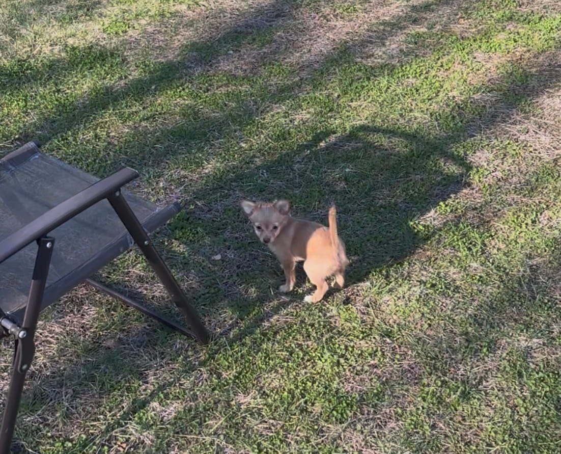 Female chihuahua  – Chihuahua puppy for sale in East Hartford, CT