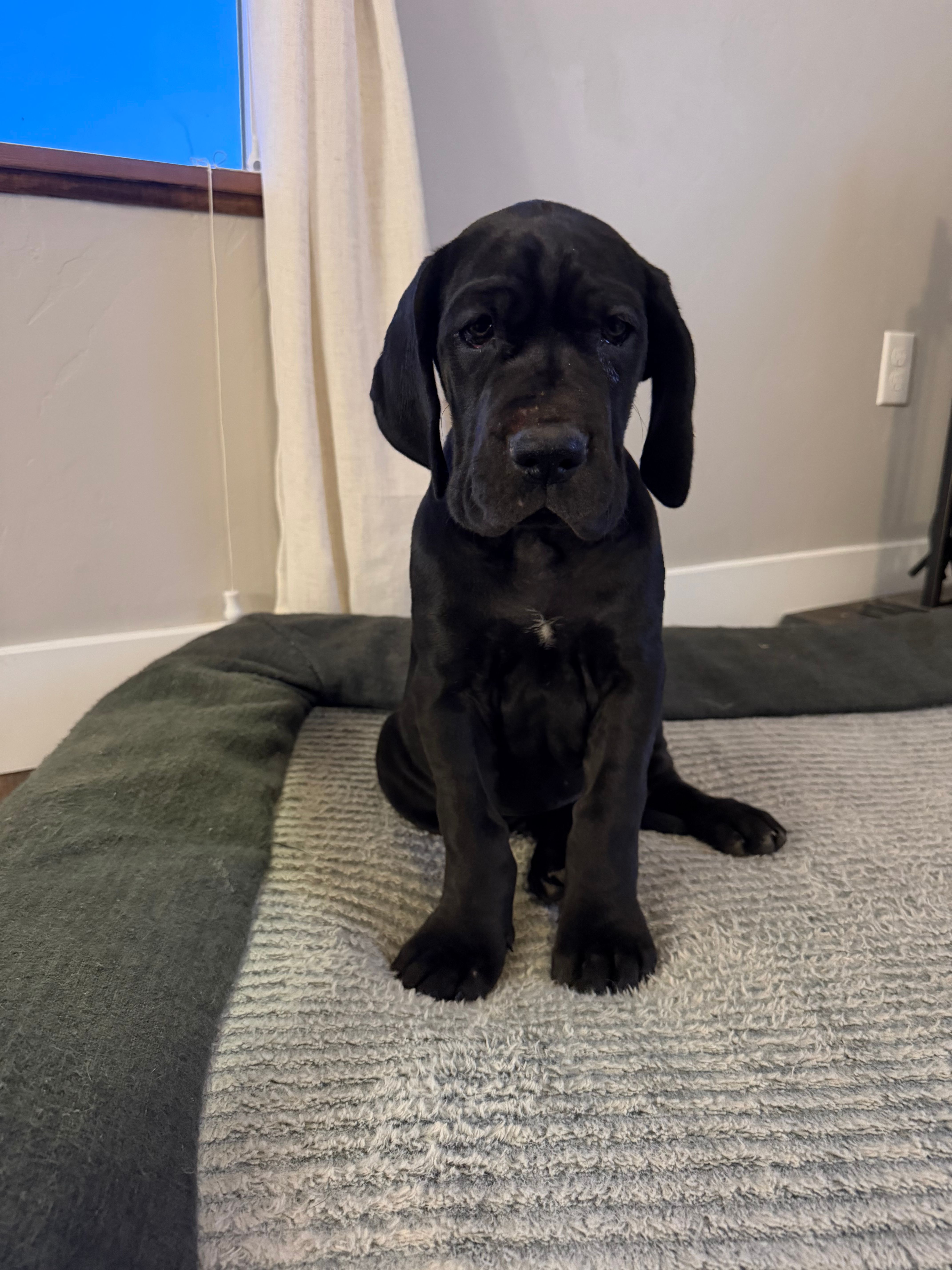 Light blue girl – Great Dane puppy for sale in Olathe, CO