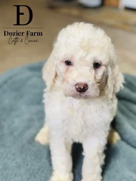 Clover – Pyredoodle puppy for sale in Grove, OK