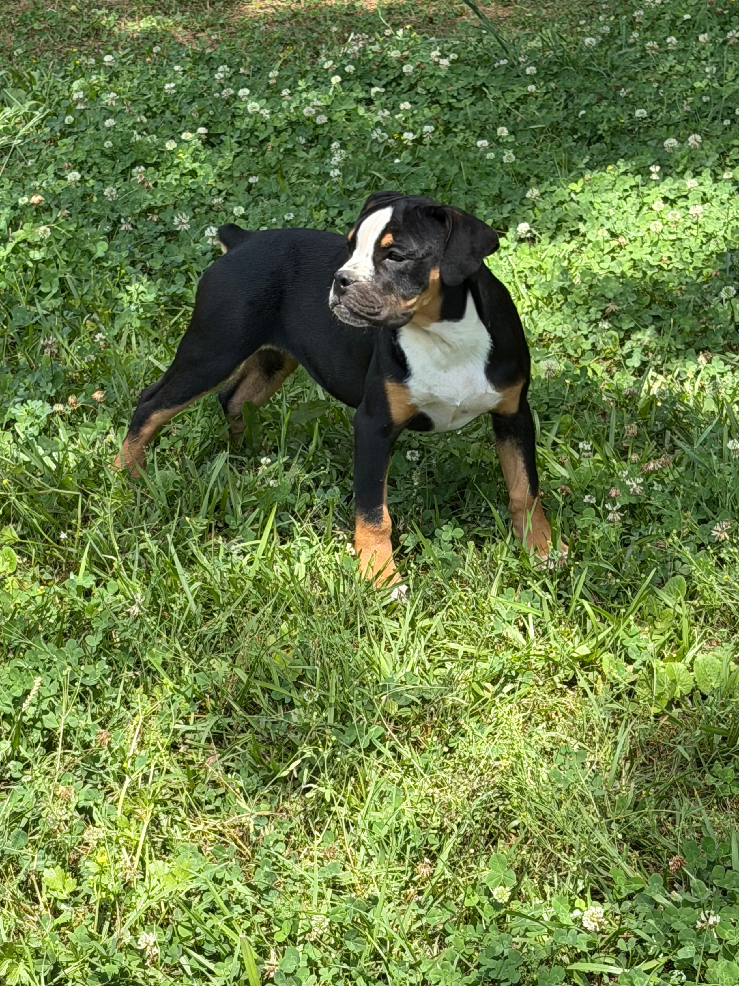 LIZA – Olde English Bulldogge puppy for sale in Jacksonville, FL