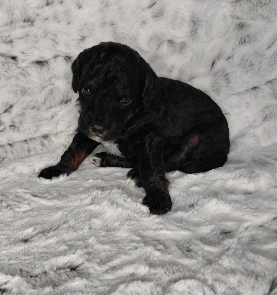 Puppiccino – Miniature Goldendoodle puppy for sale in Eau Claire, WI