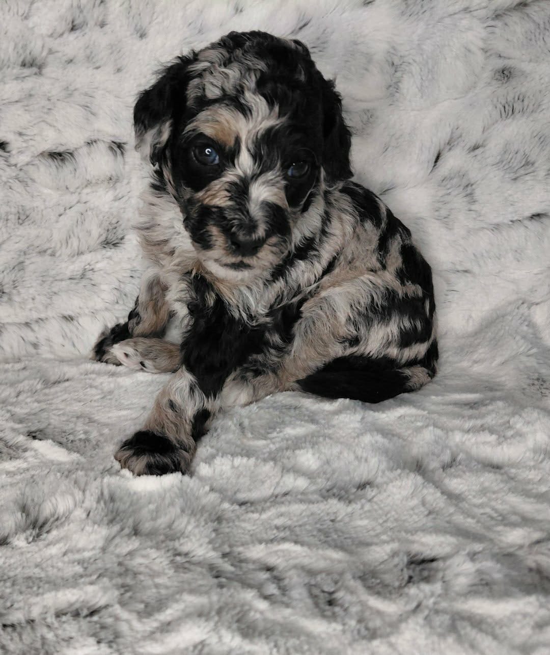 Nitro – Miniature Goldendoodle puppy for sale in Eau Claire, WI