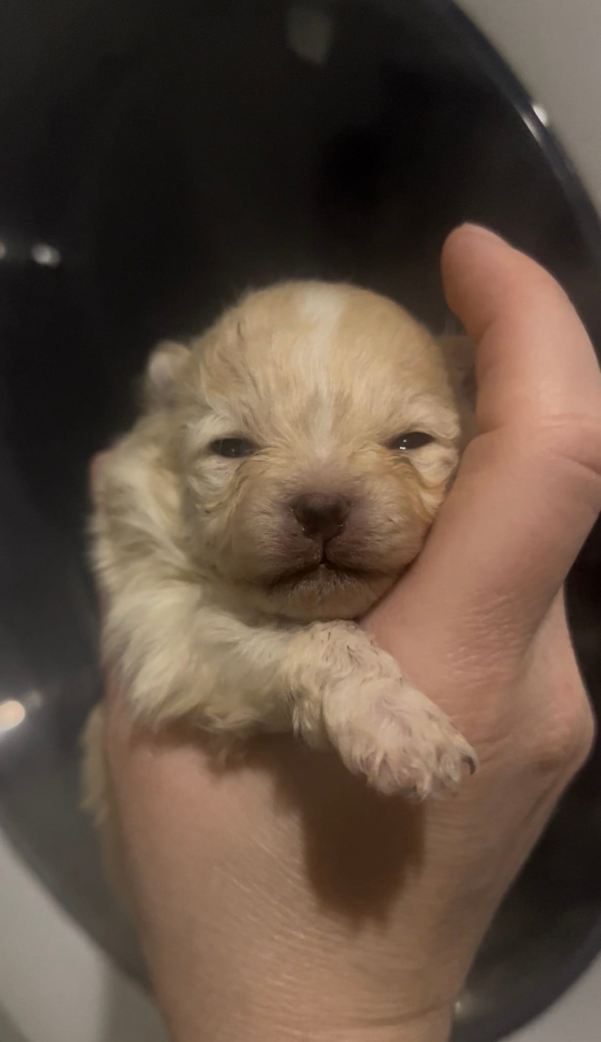 Girl #2 – Pomeranian puppy for sale in New Britain, CT