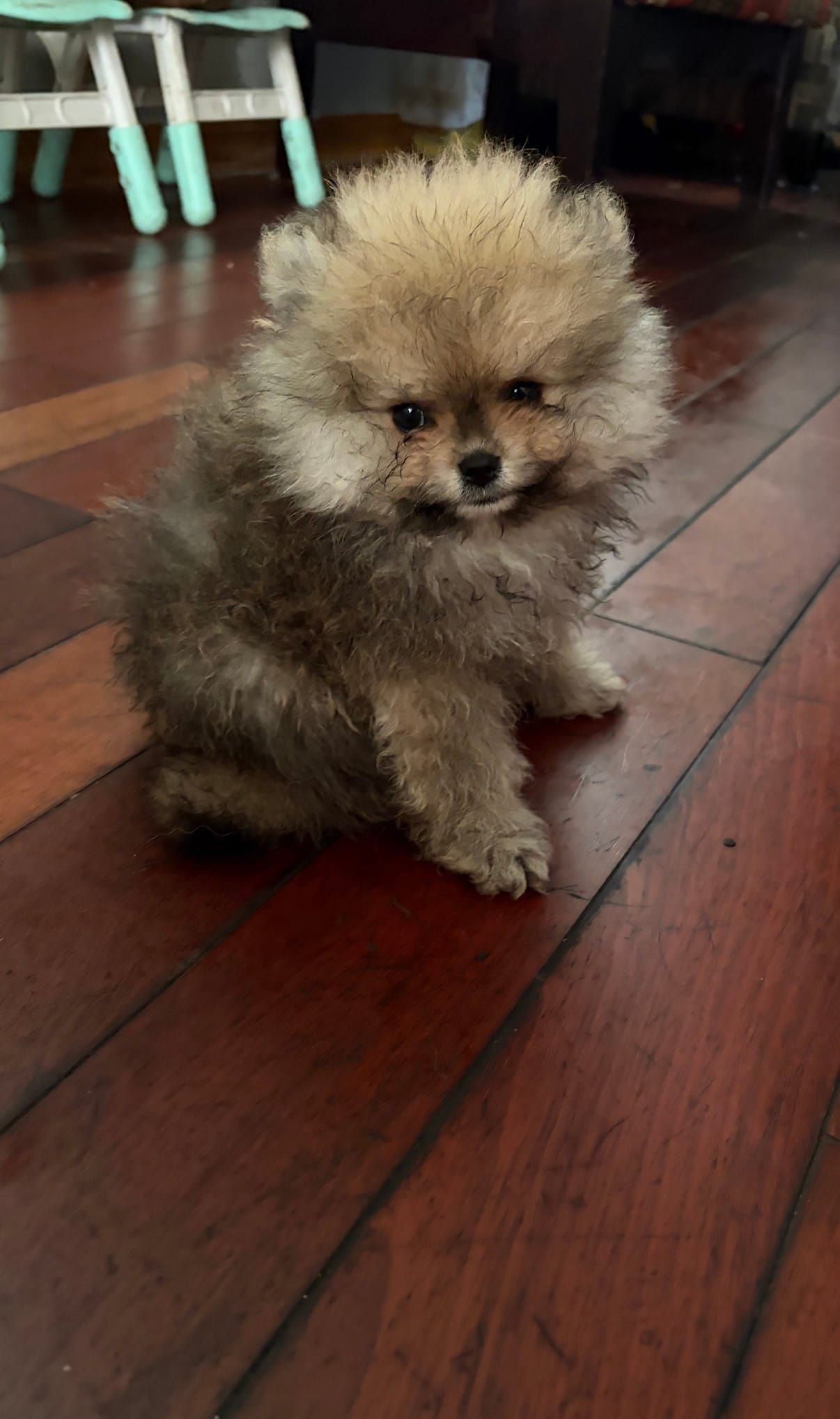 Girl #1  – Pomeranian puppy for sale in New Britain, CT