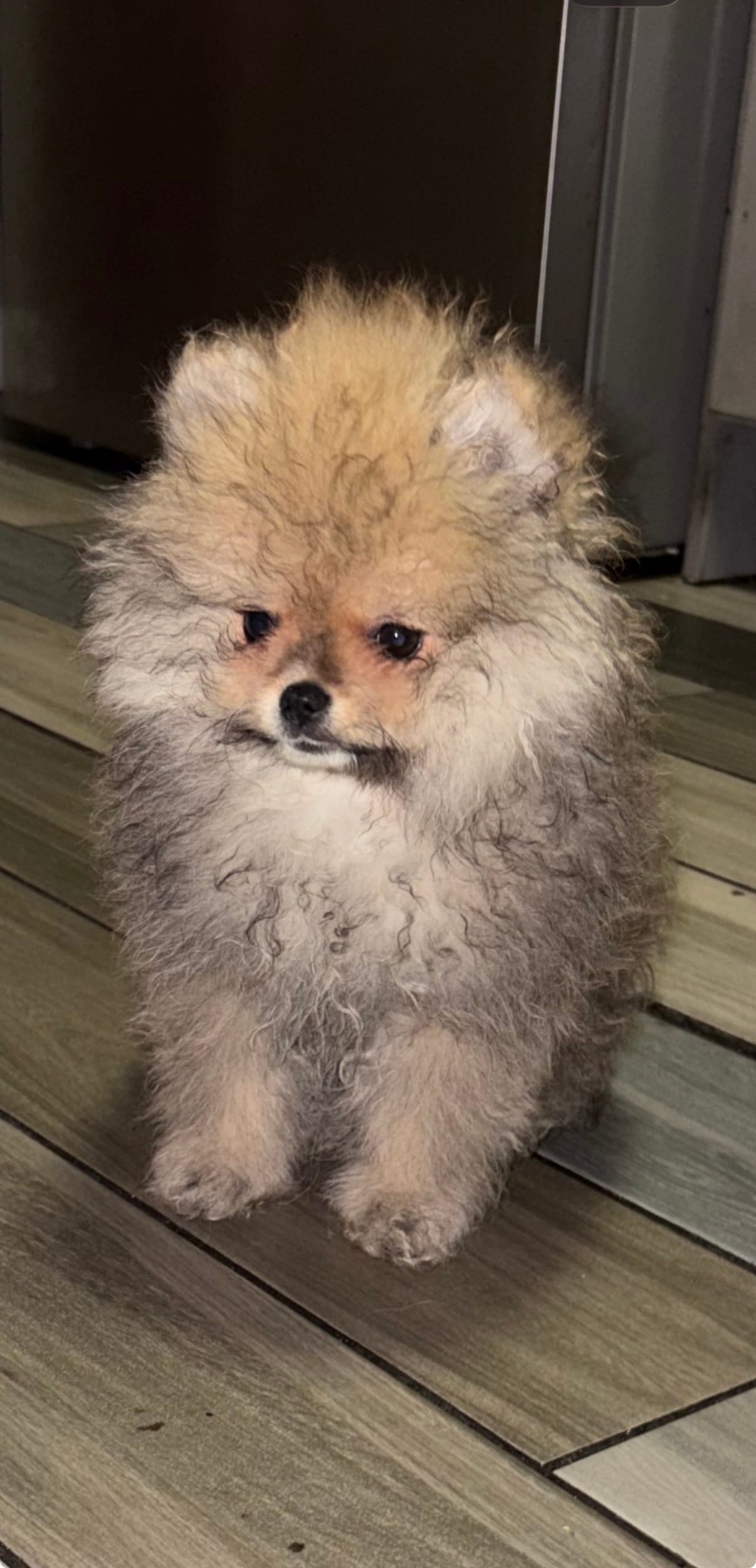 Girl #1  – Pomeranian puppy for sale in New Britain, CT