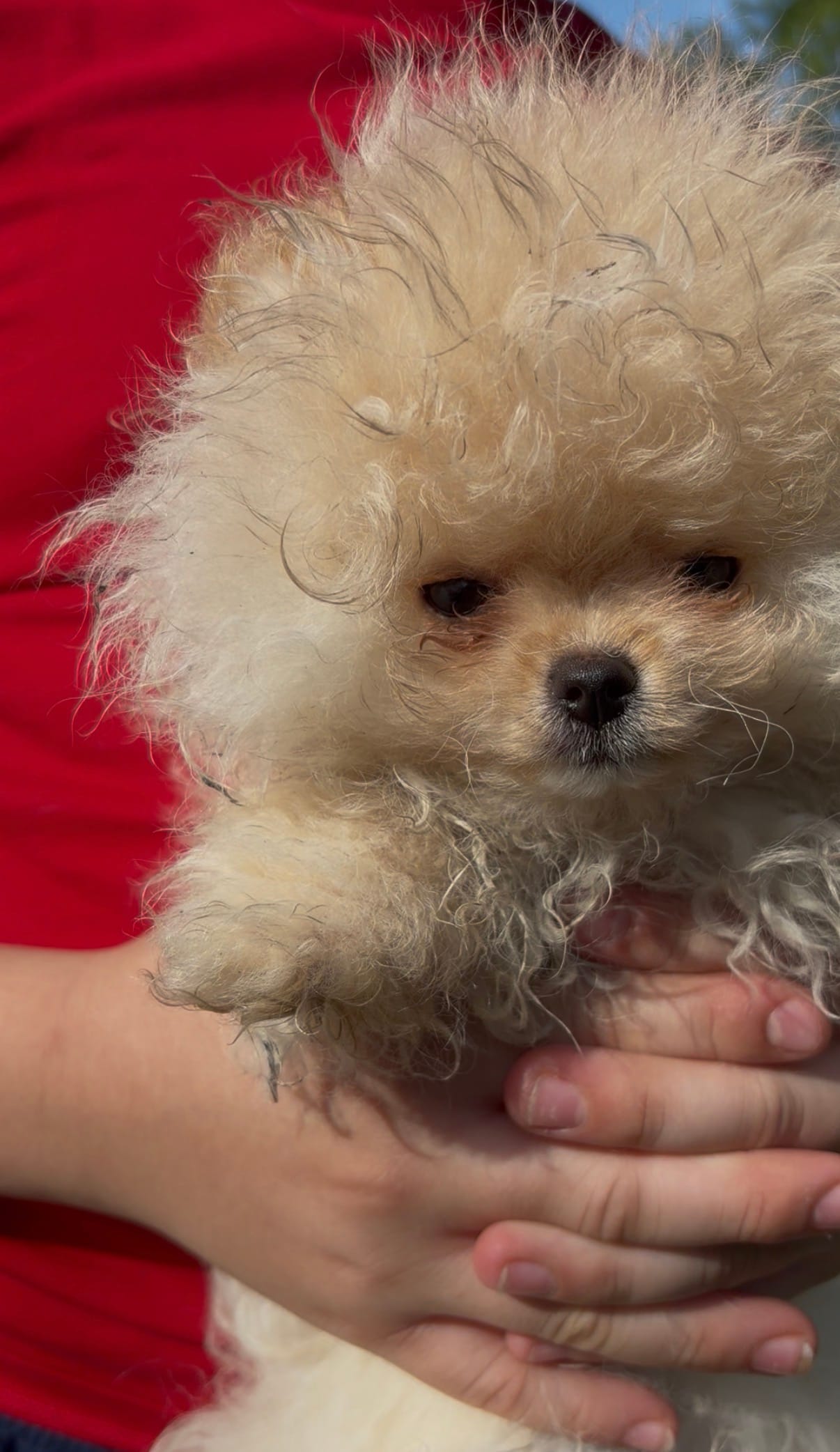 Girl #2 – Pomeranian puppy for sale in New Britain, CT