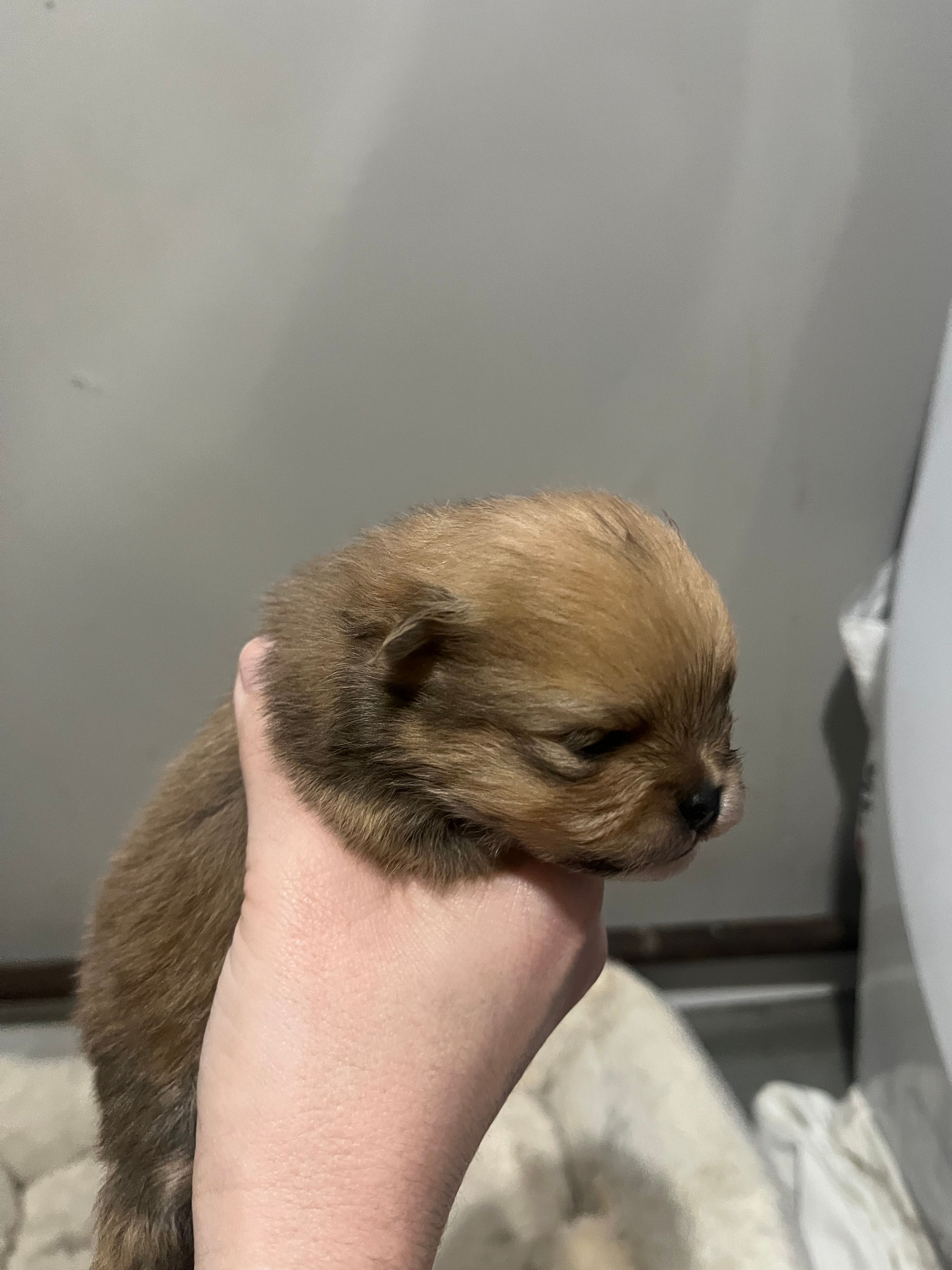 Boy #1 – Pomeranian puppy for sale in New Britain, CT
