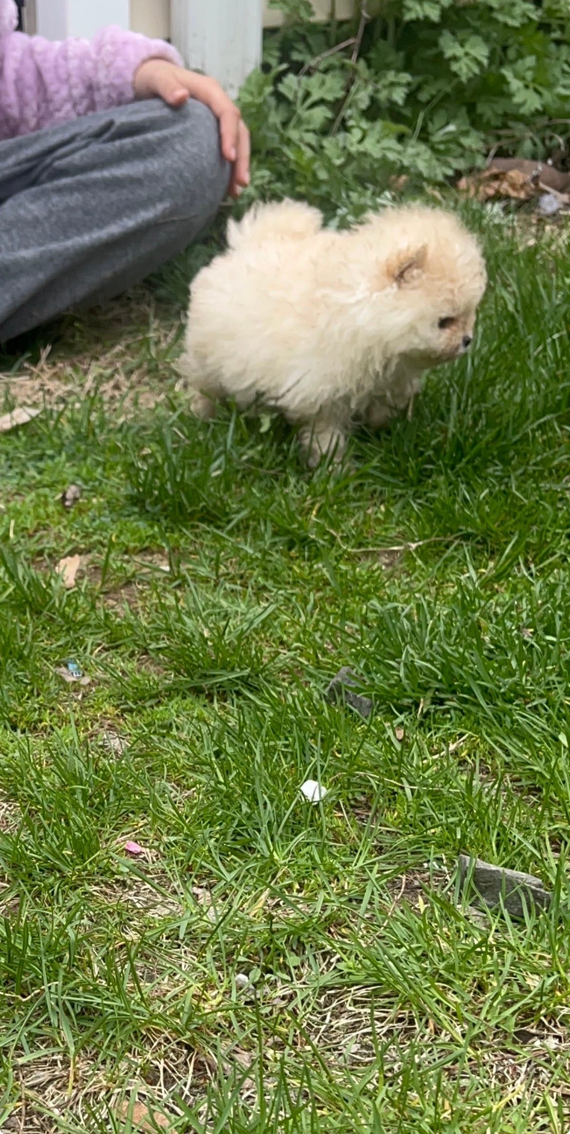Girl #2 – Pomeranian puppy for sale in New Britain, CT