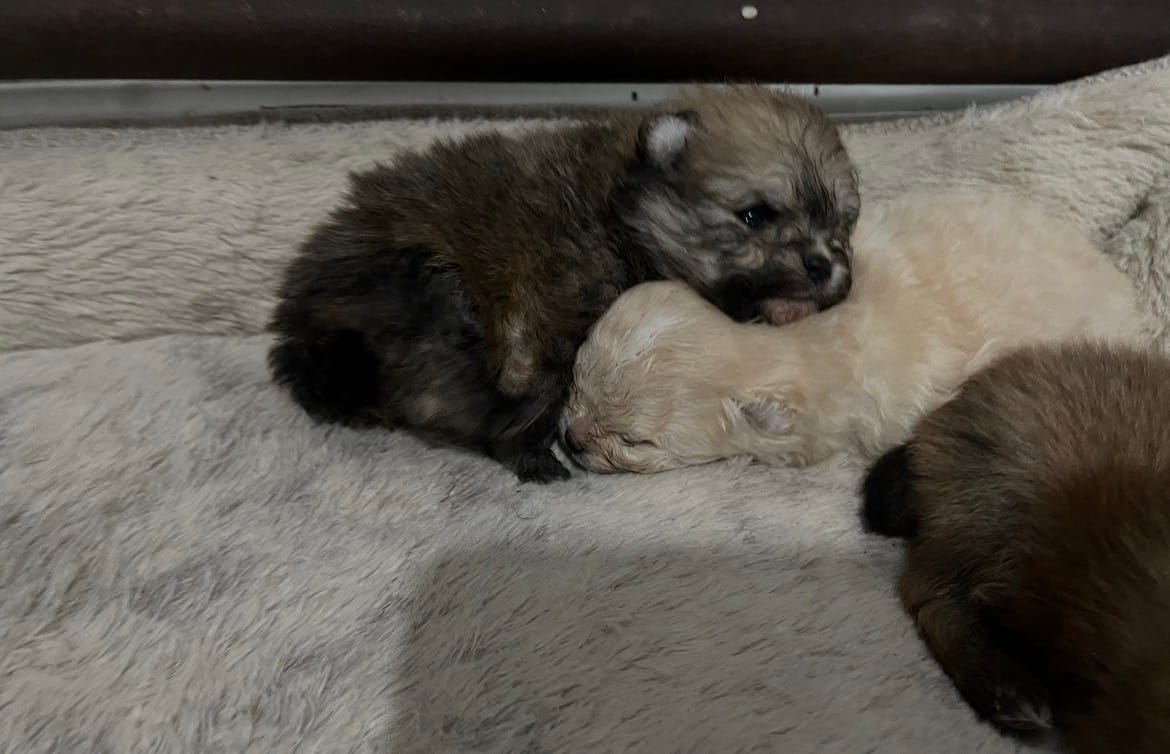 Girl #1  – Pomeranian puppy for sale in New Britain, CT