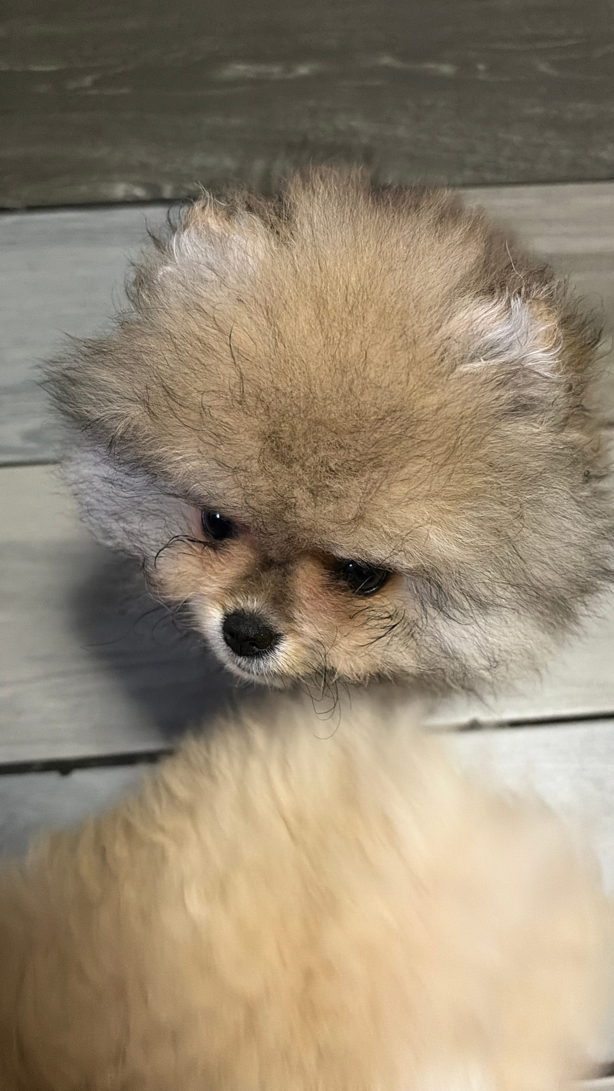 Girl #1  – Pomeranian puppy for sale in New Britain, CT