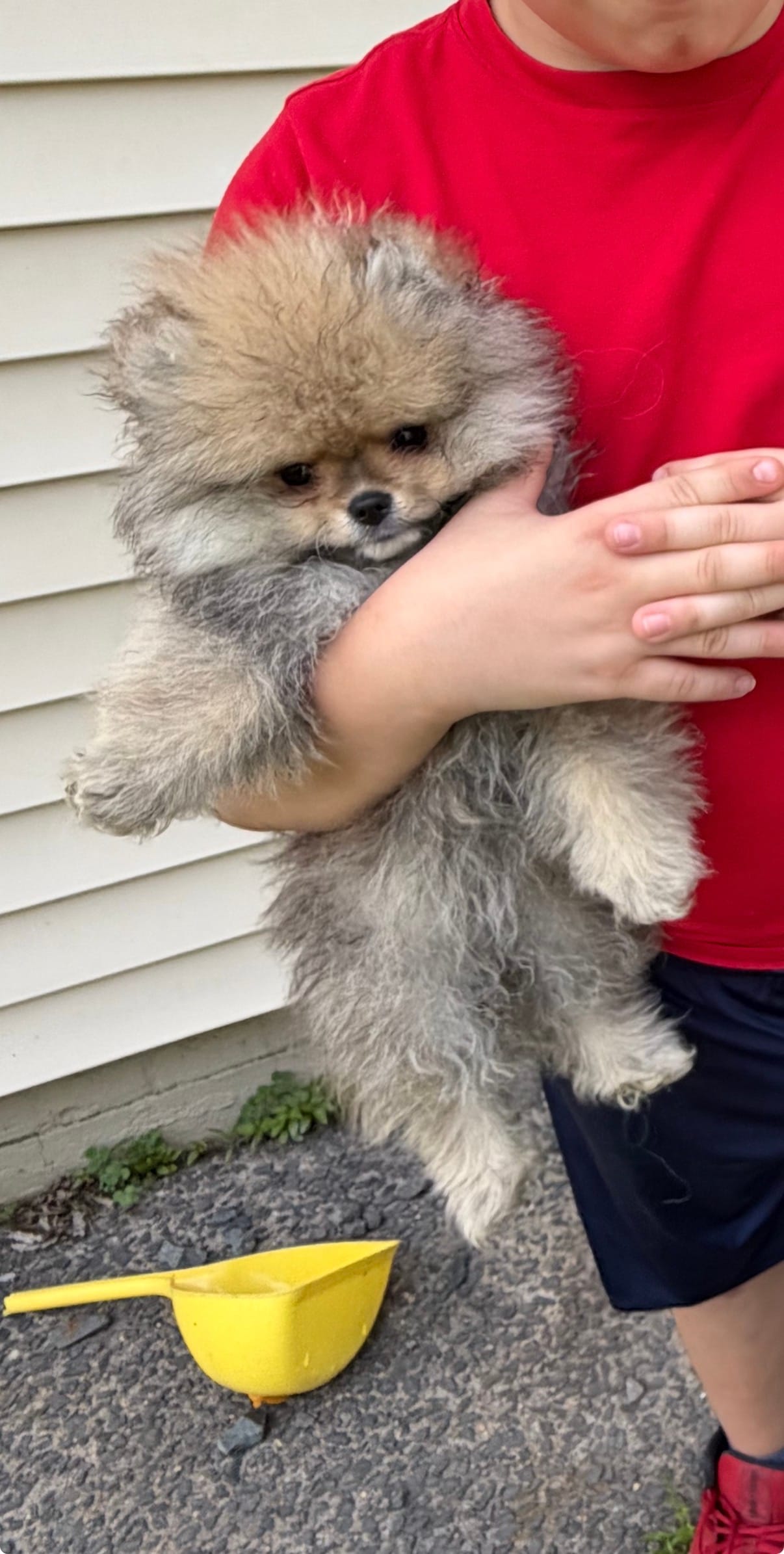 Girl #1  – Pomeranian puppy for sale in New Britain, CT