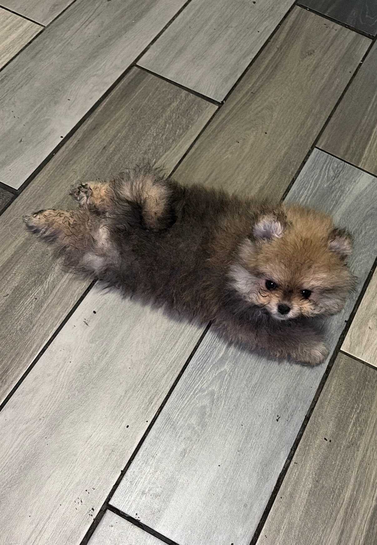 Girl #1  – Pomeranian puppy for sale in New Britain, CT