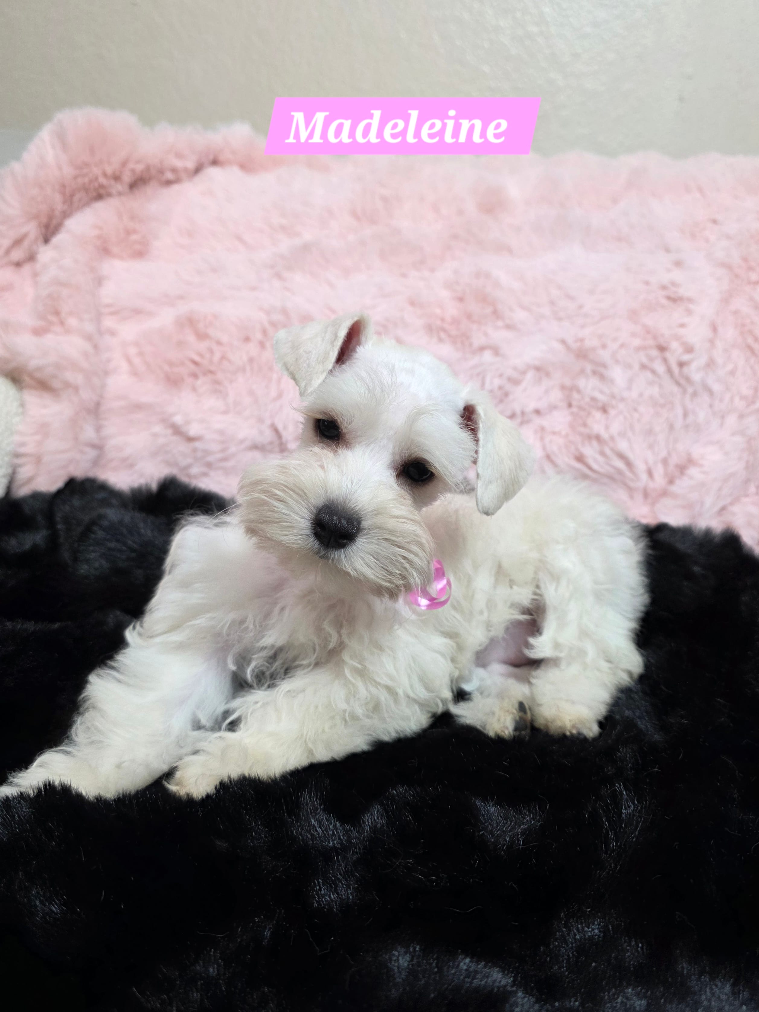 Madeleine – Miniature Schnauzer puppy for sale in San Diego, CA