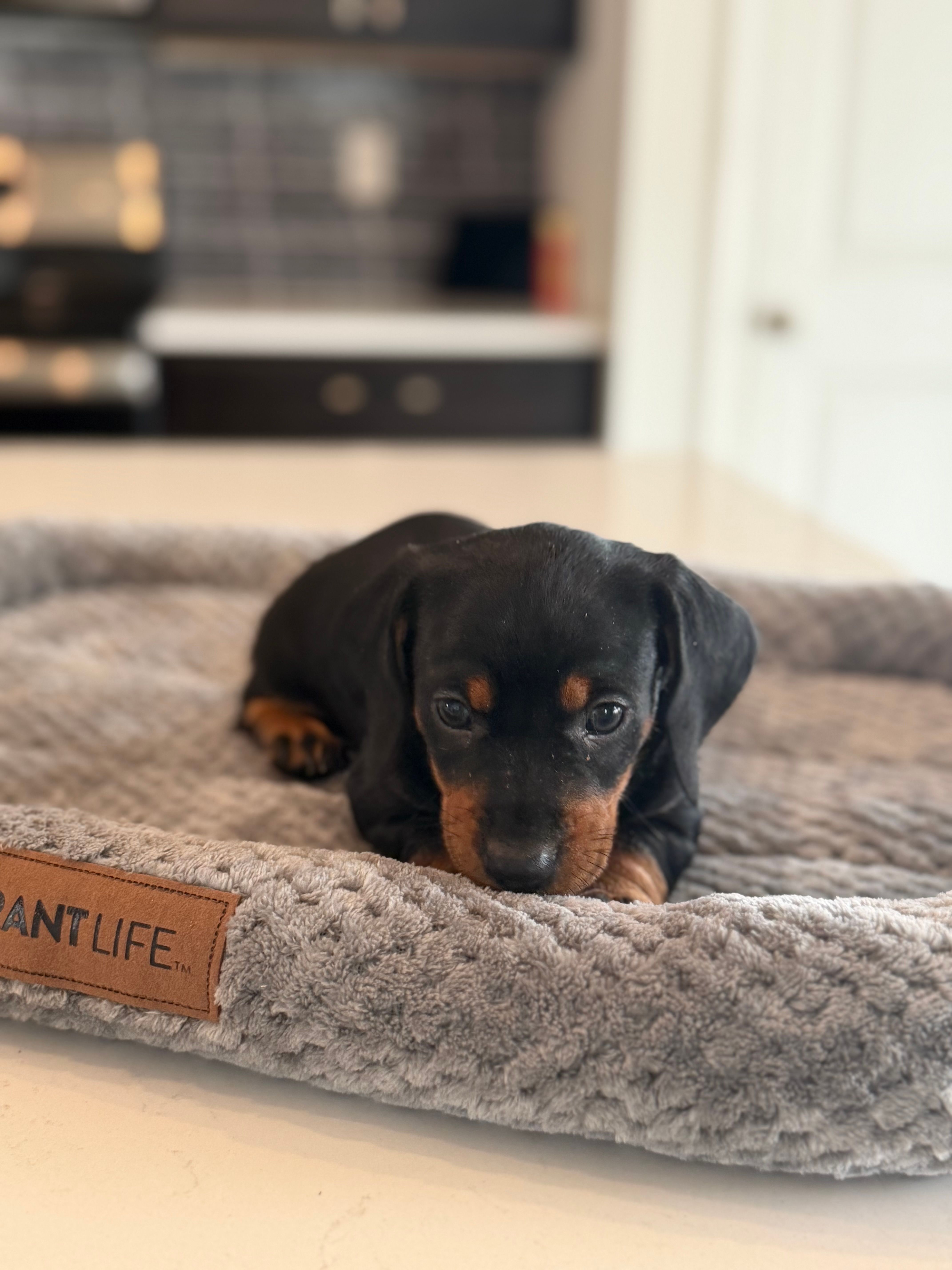 Marlin – Dachshund puppy for sale in Haines City, FL