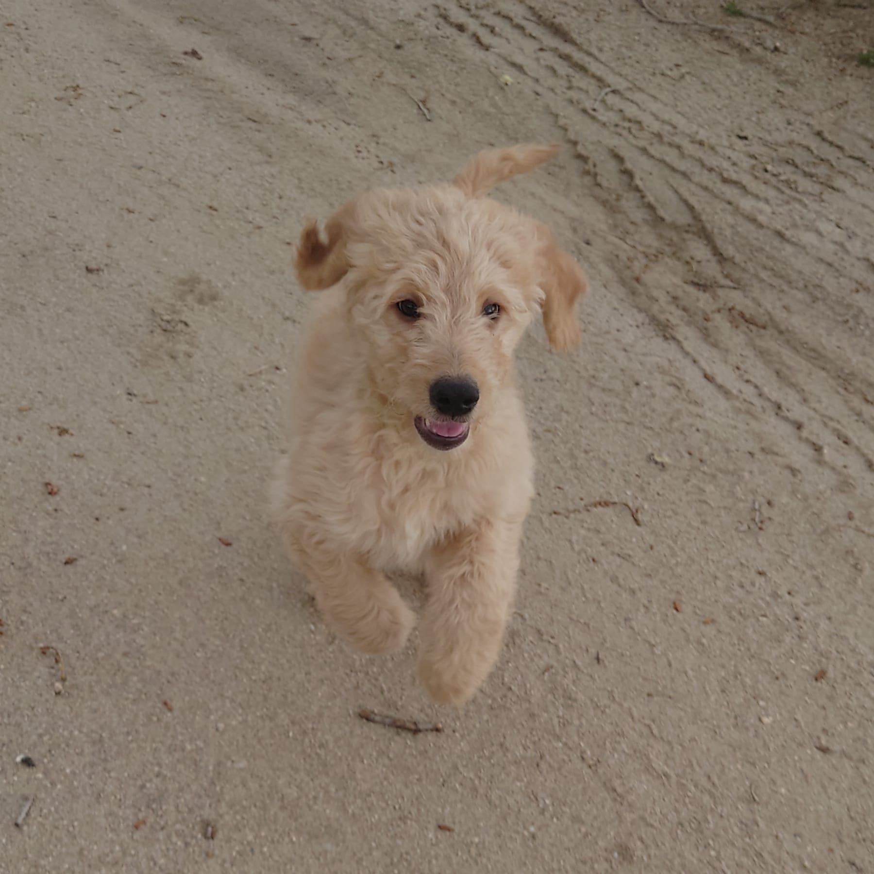 Bowser Green Collar – Goldendoodle puppy for sale in Peyton, CO