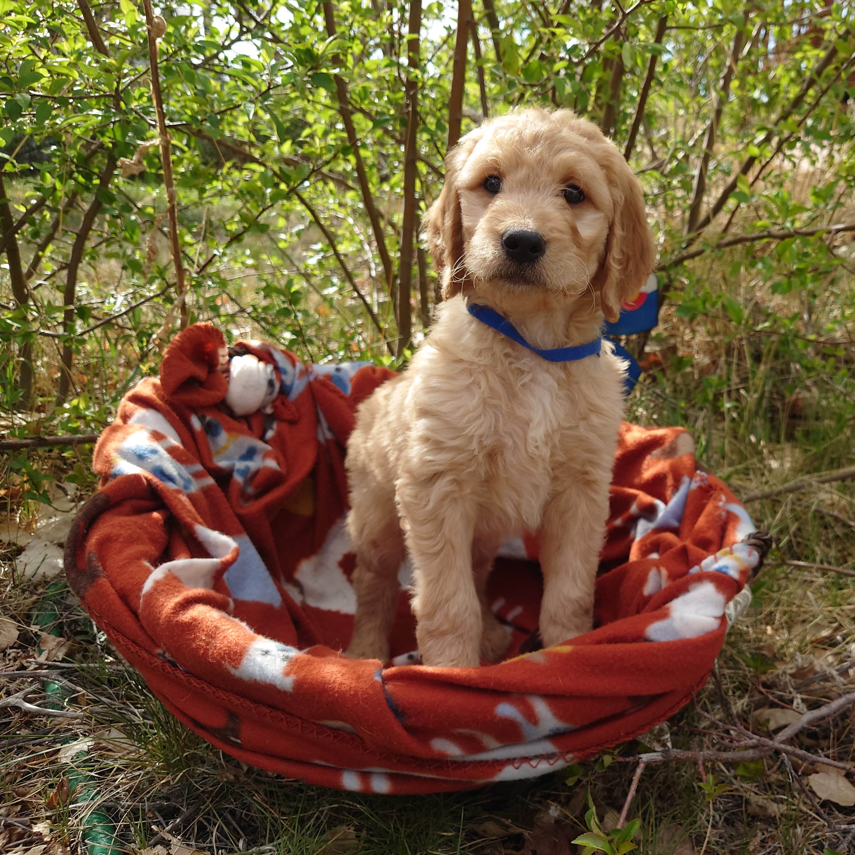 Mario Blue Collar – Goldendoodle puppy on hold in Peyton, CO