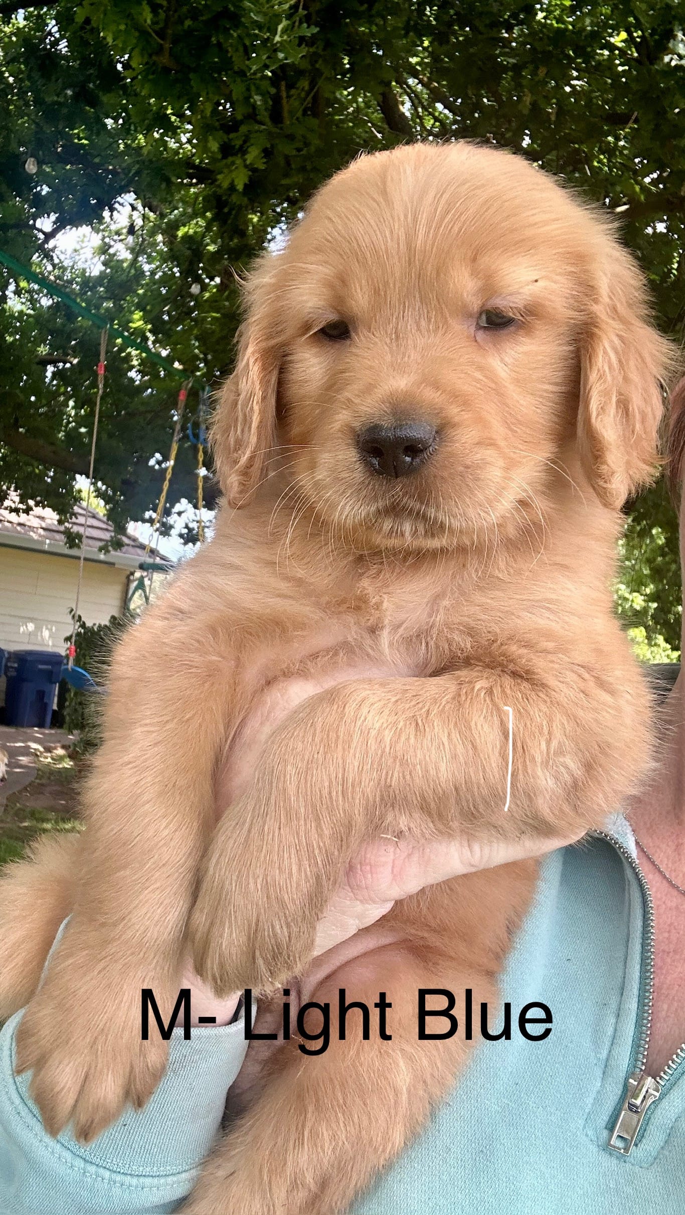 Golden Retriever Puppy – Golden Retriever puppy for sale in Wilton, CA