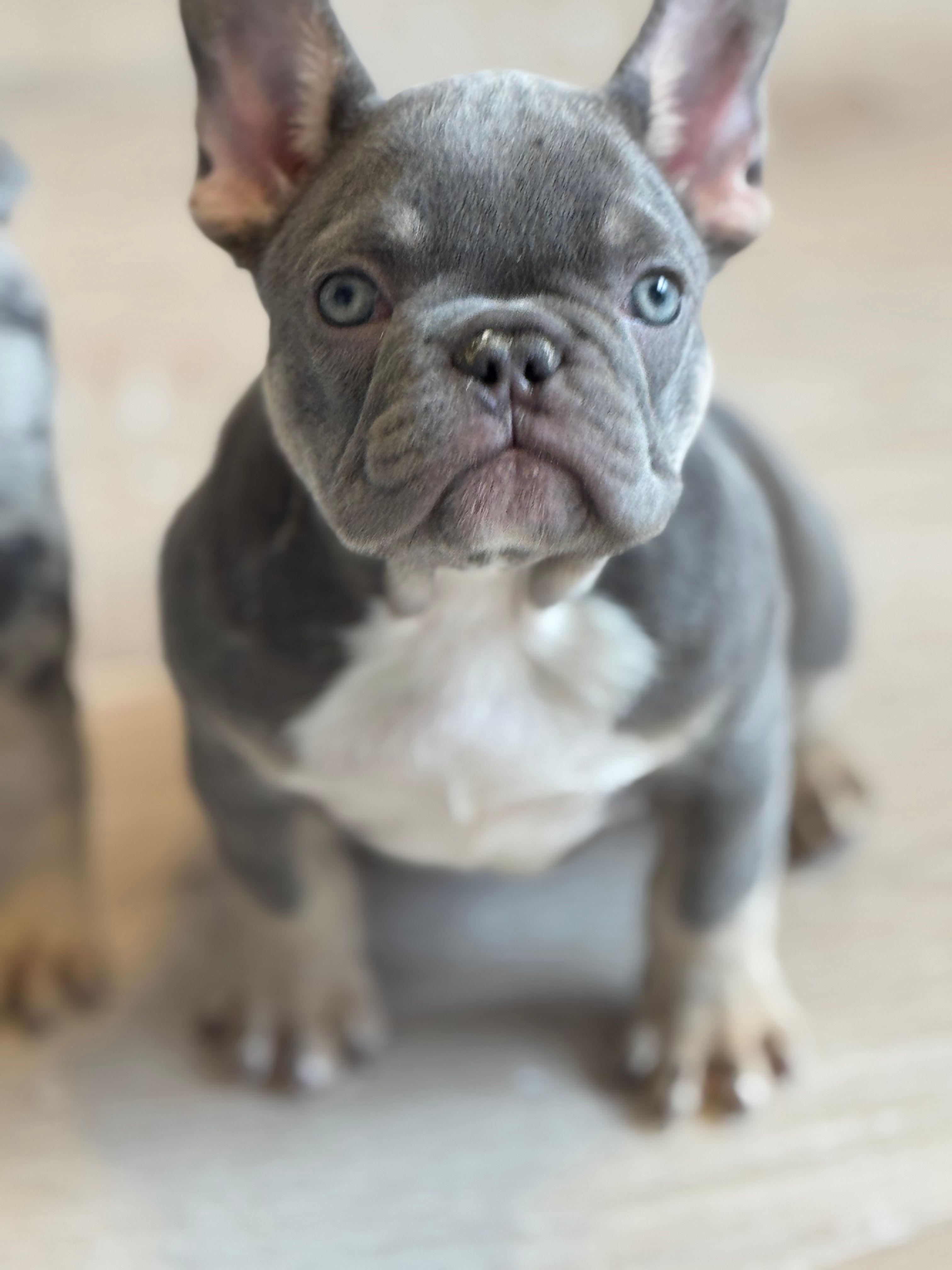 Lilly – French Bulldog puppy for sale in North Hampton, NH