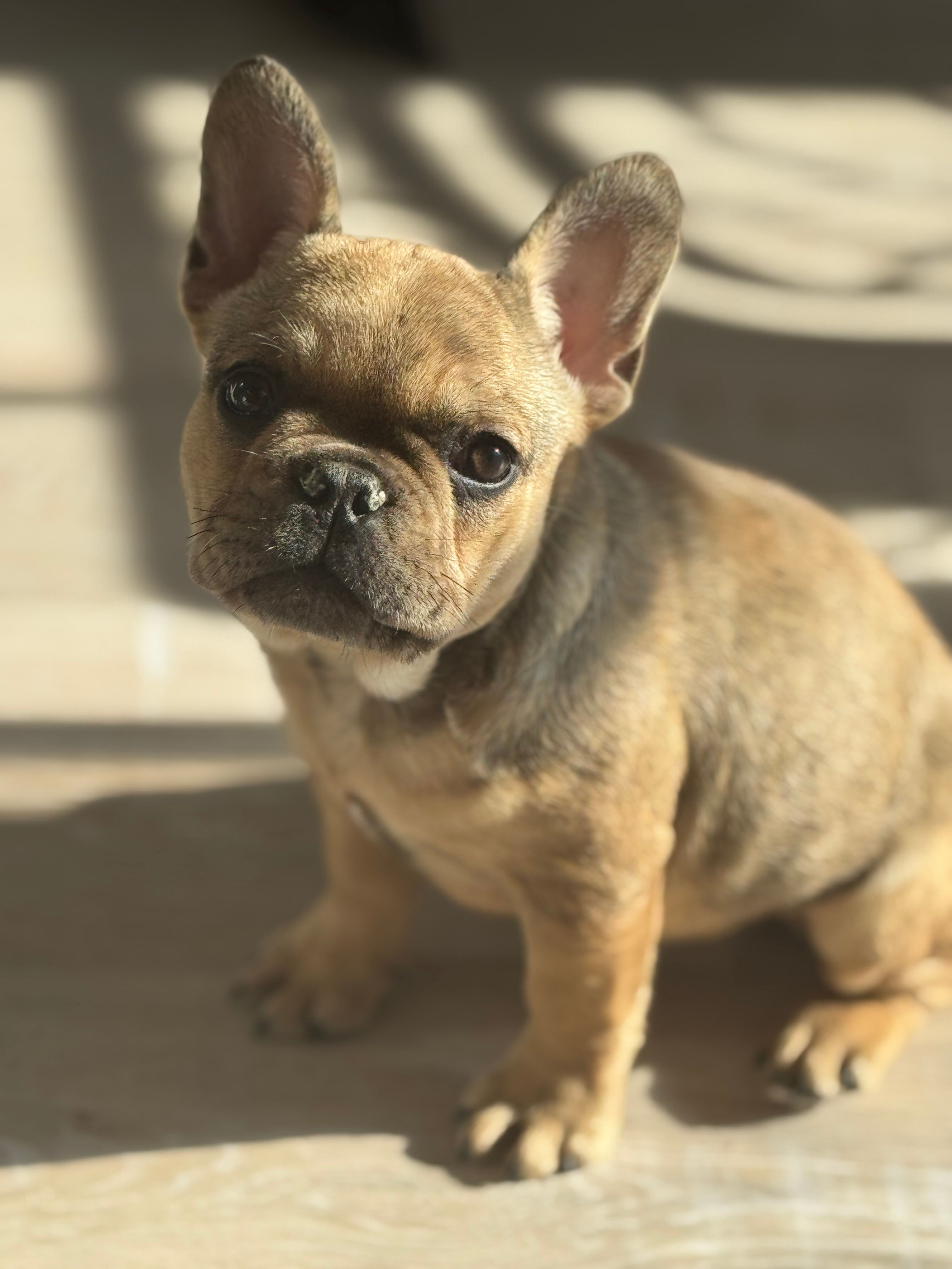Lola  – French Bulldog puppy for sale in North Hampton, NH