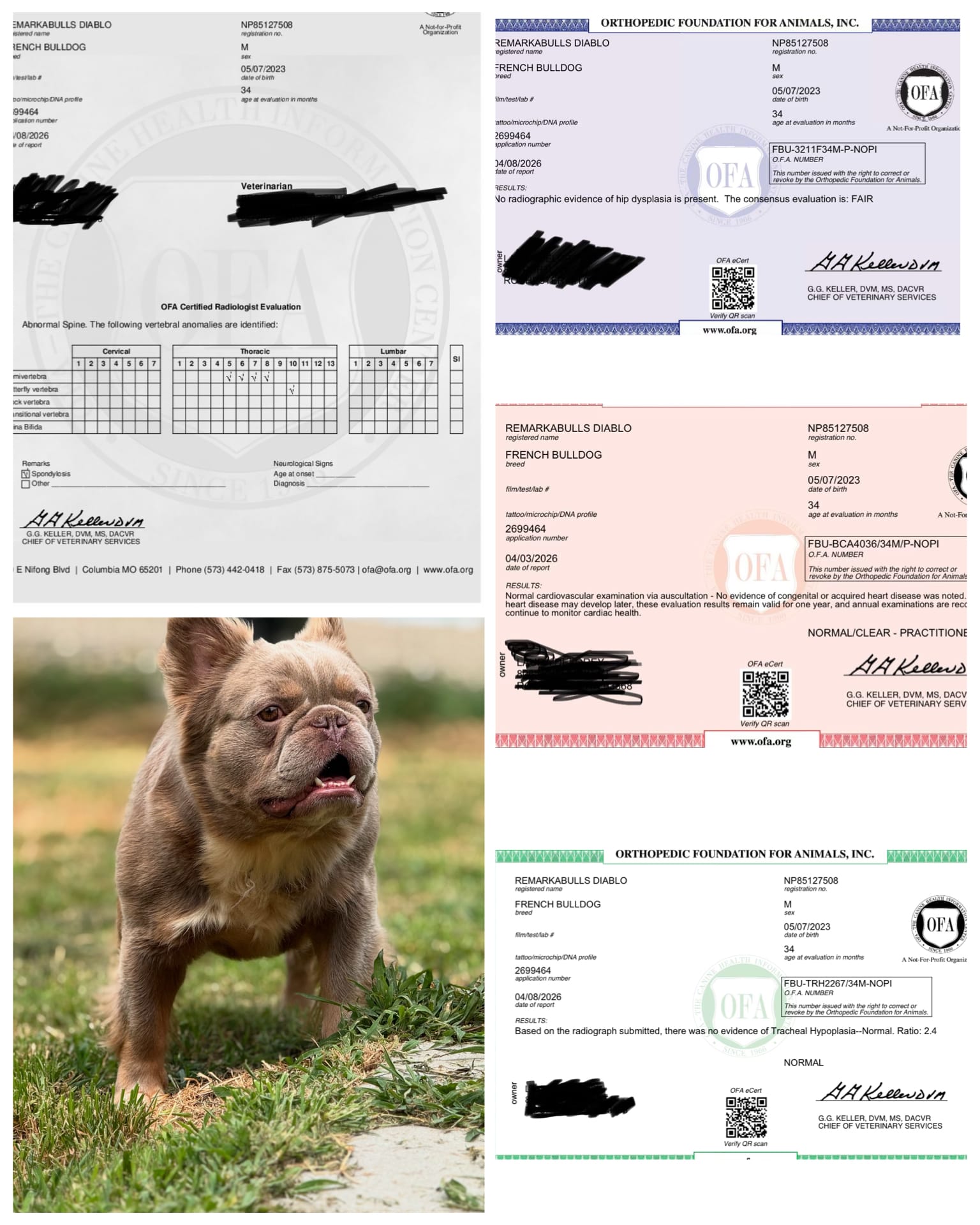 Stud – French Bulldog puppy for sale in North Hampton, NH