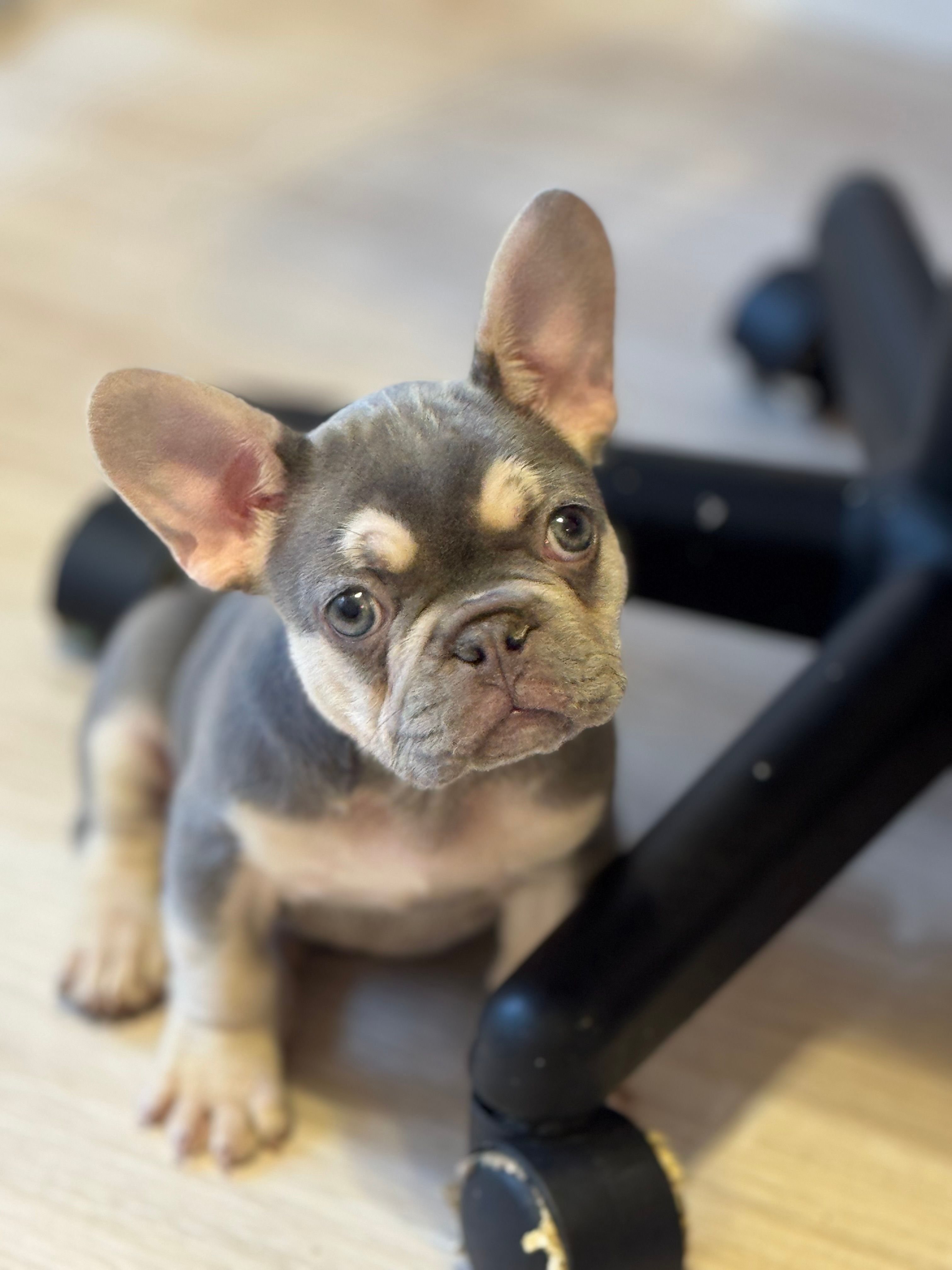 Truffle  – French Bulldog puppy for sale in North Hampton, NH