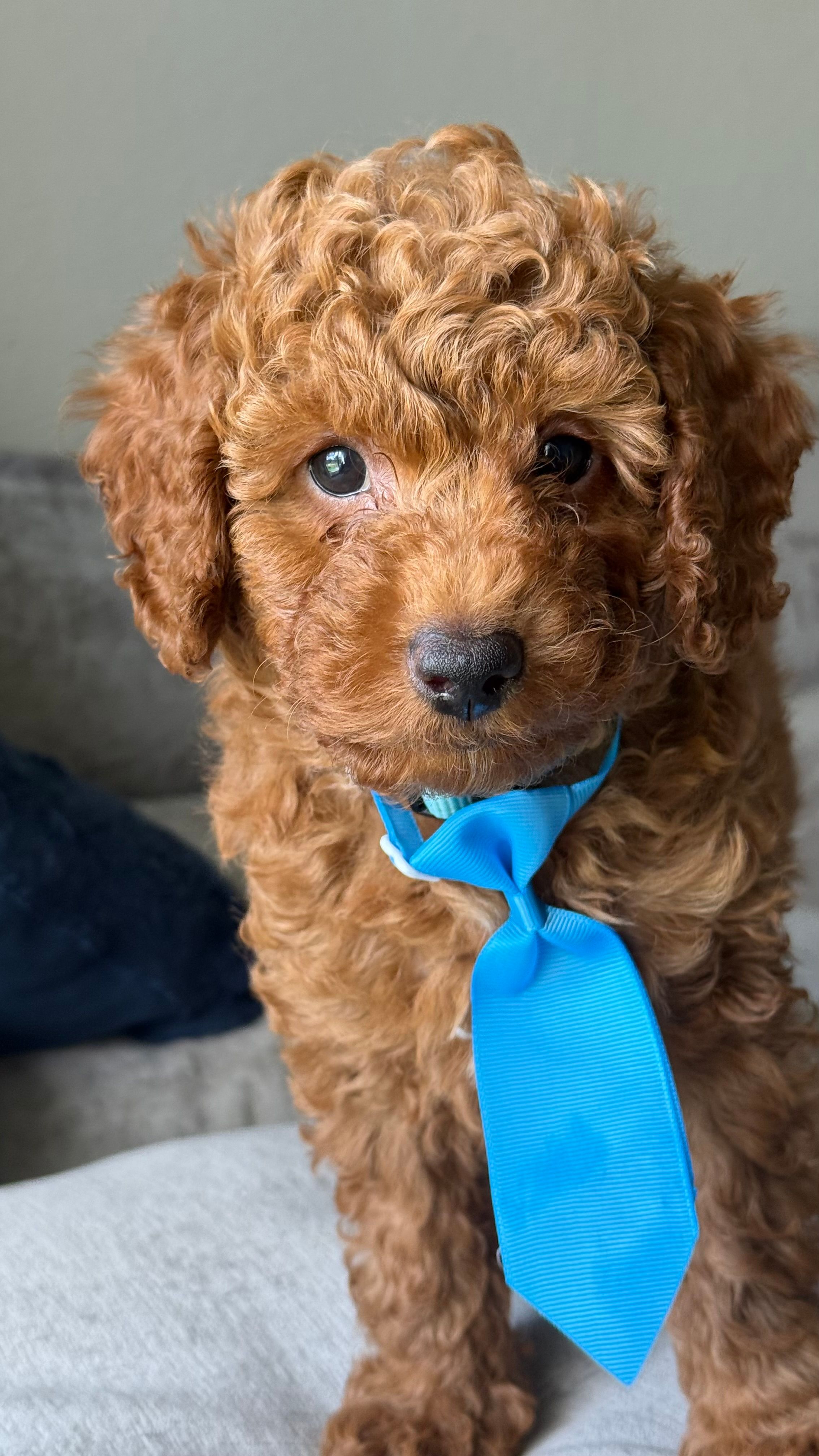 Remy – Poodle - Miniature  puppy for sale in Tamarac, FL