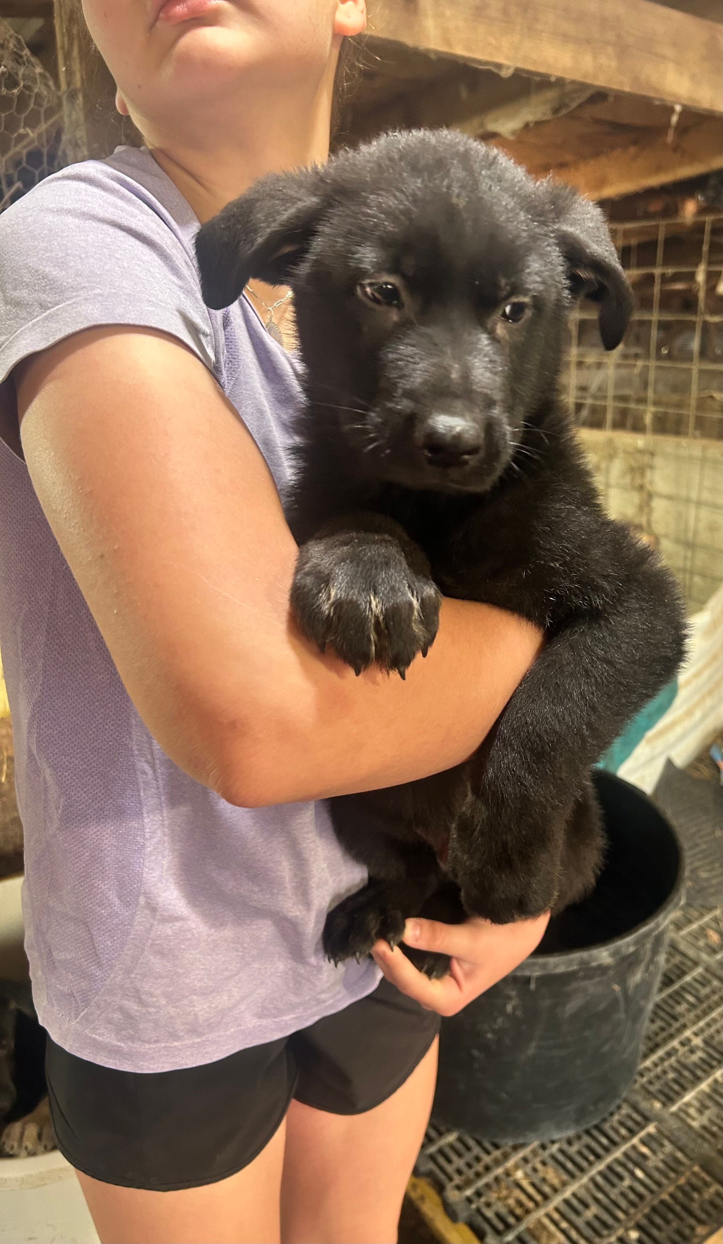 Boy 4  – German Shepherd Dog puppy for sale in Germantown, IL
