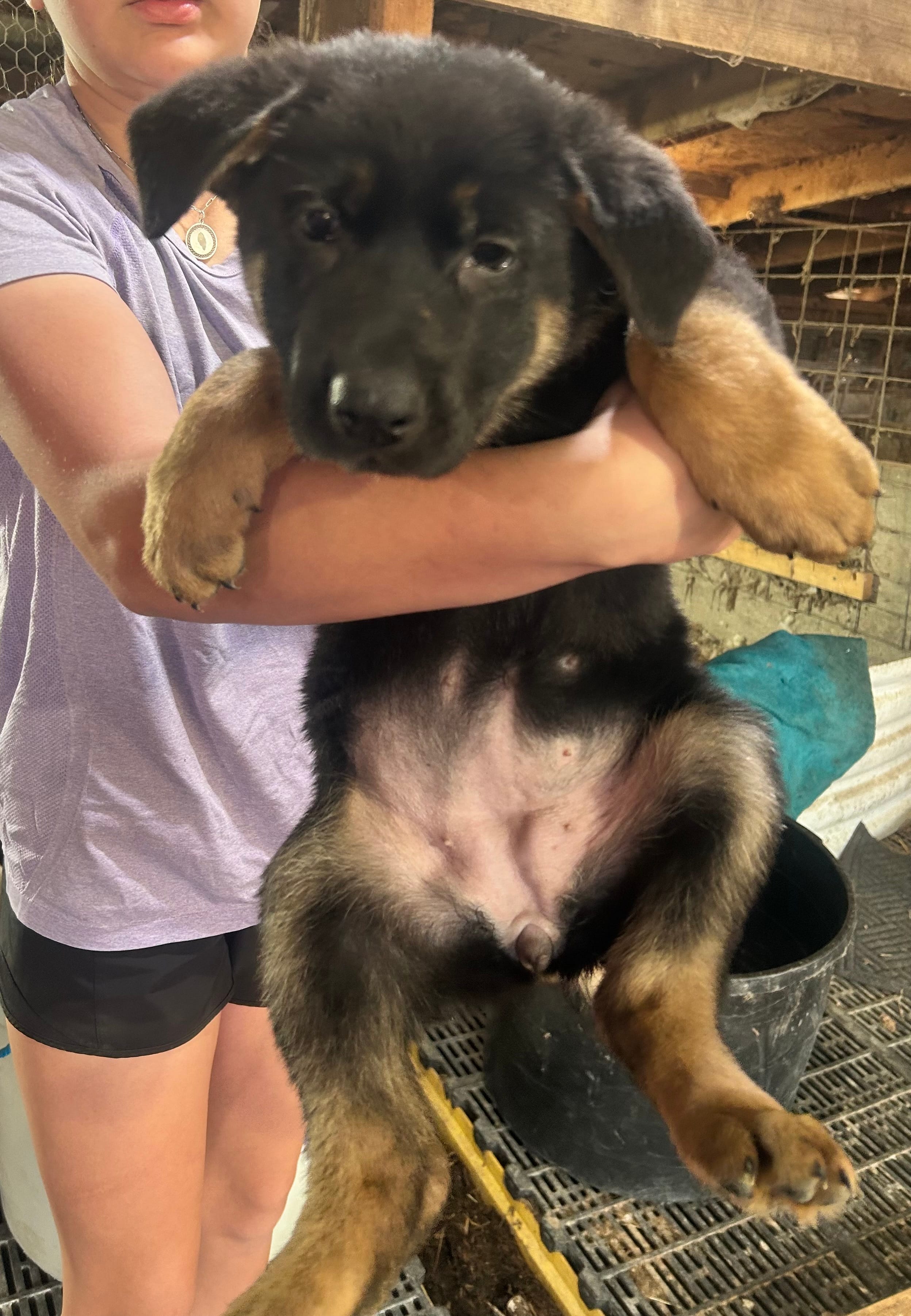 Girl 1  – German Shepherd Dog puppy for sale in Germantown, IL