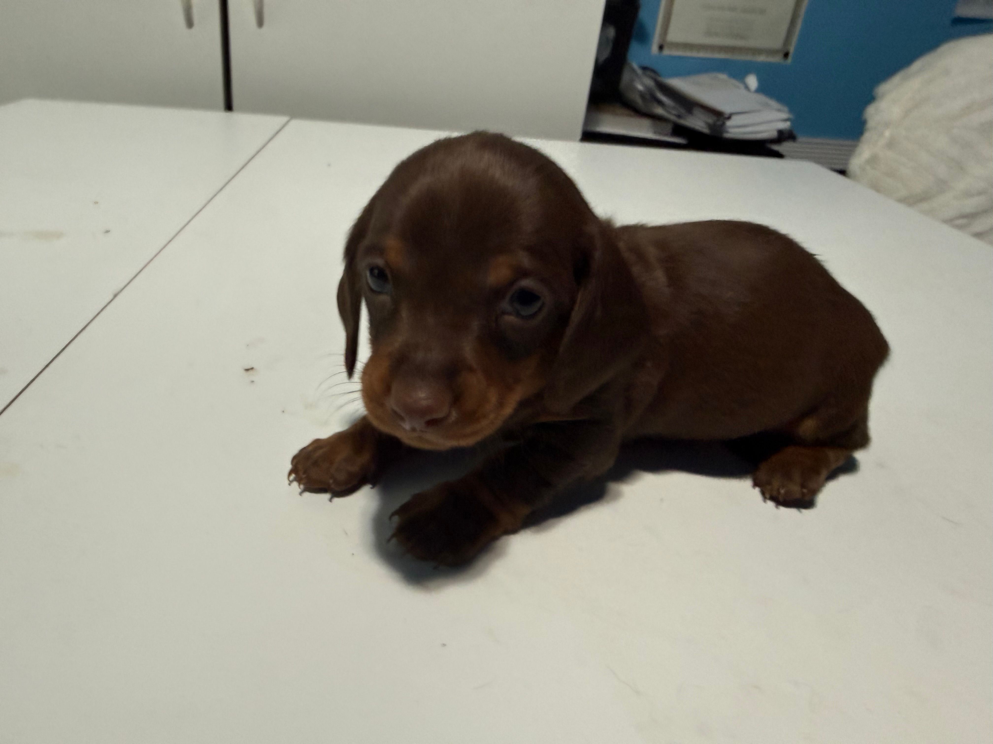 Wynona's Johnny – Miniature Dachshund puppy for sale in Marysville, WA